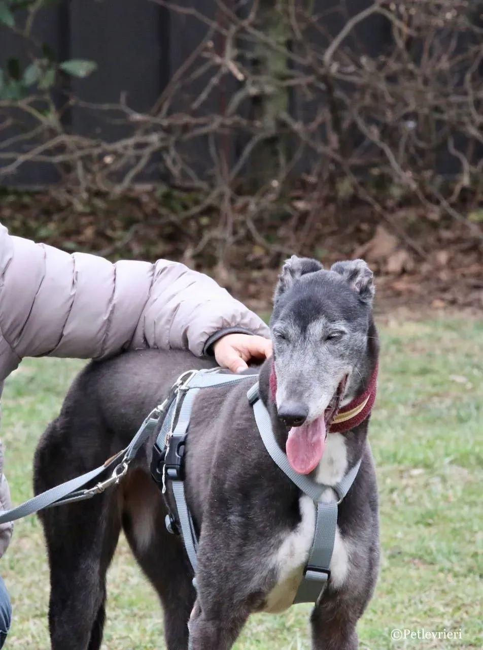 premier turn adozione greyhound macao 24