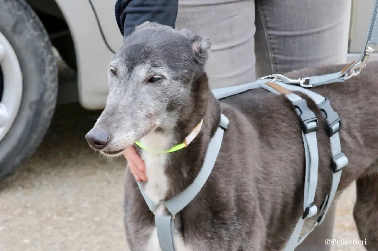 premier turn adozione greyhound macao 25