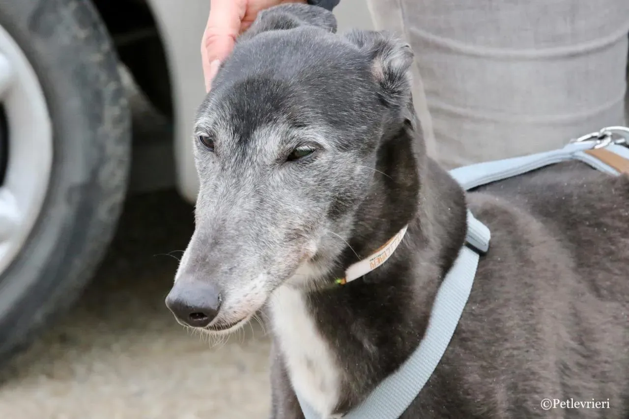 premier turn adozione greyhound macao 26