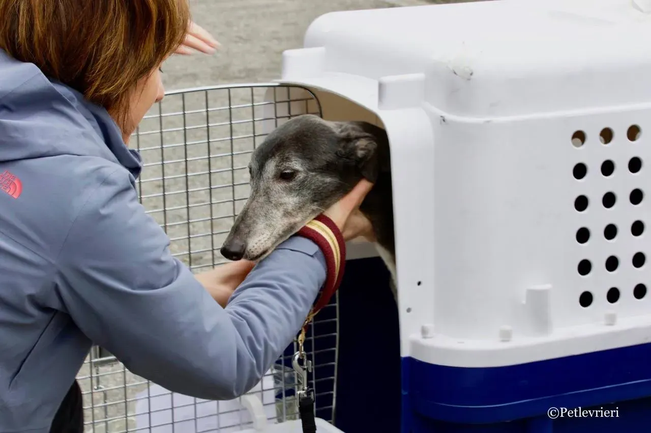 premier turn adozione greyhound macao 3