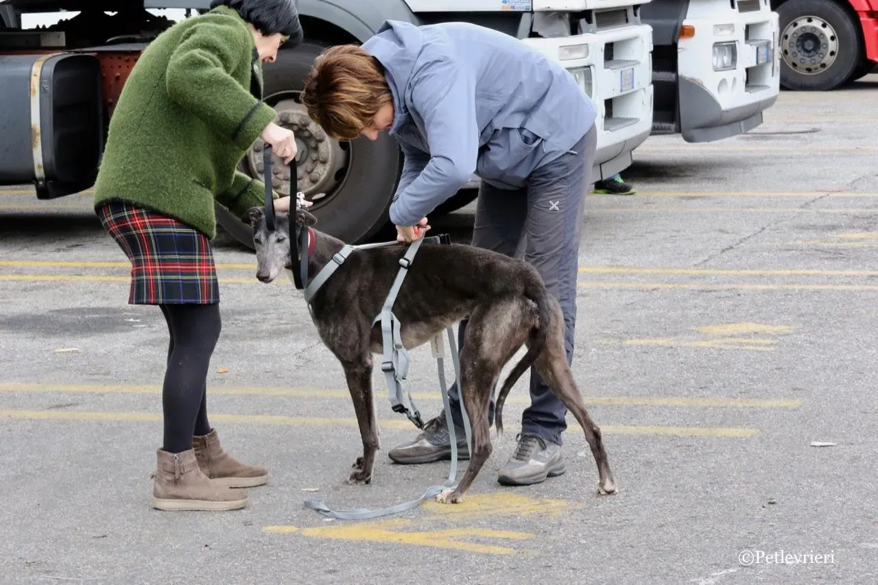 premier turn adozione greyhound macao 4