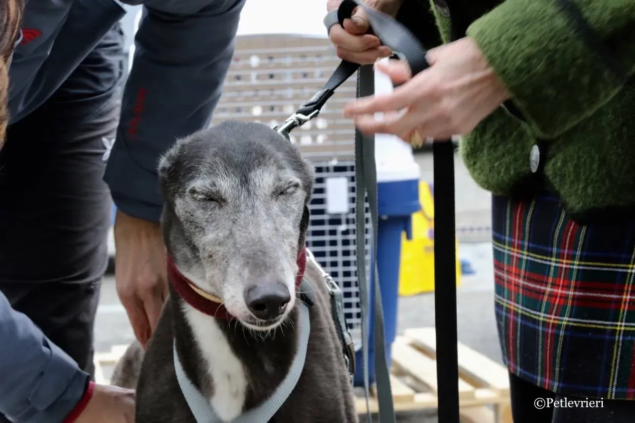 premier turn adozione greyhound macao 5