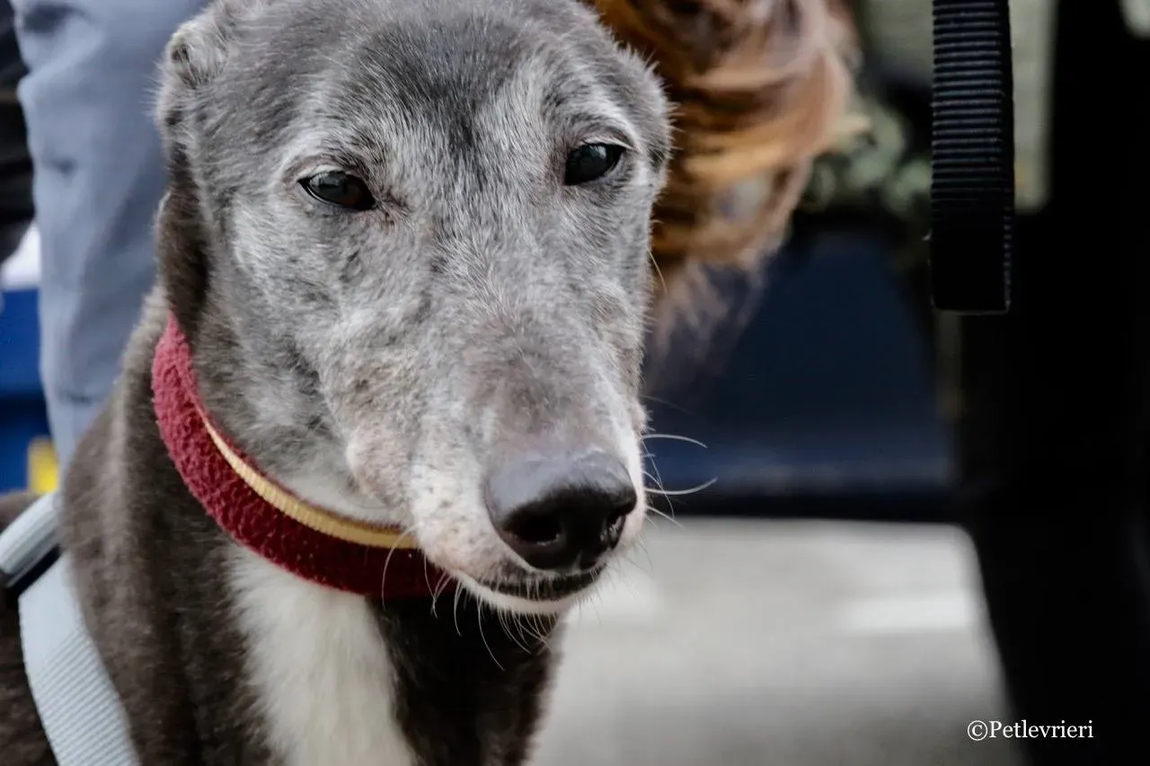 premier turn adozione greyhound macao 6