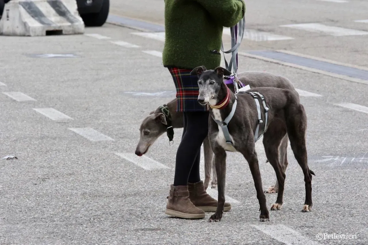 premier turn adozione greyhound macao 7