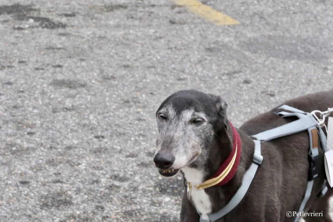 premier turn adozione greyhound macao 9