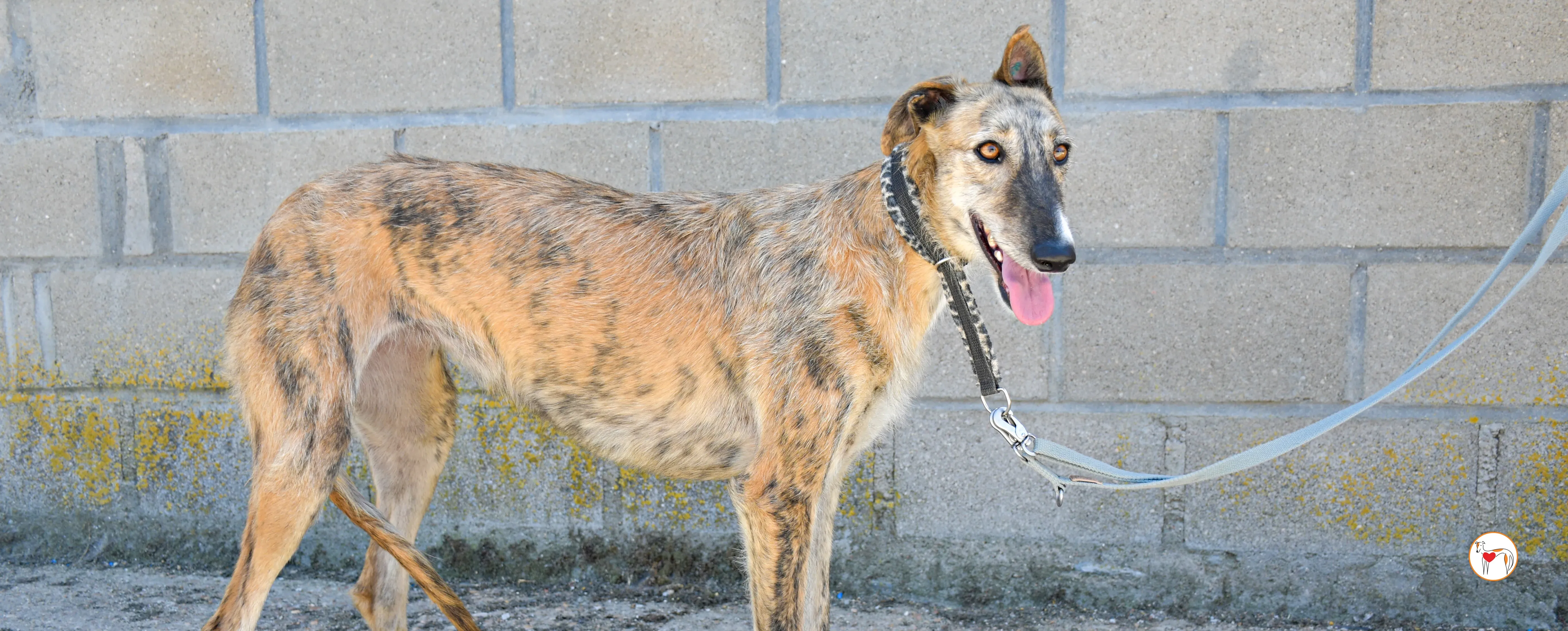 pretty galgo adozione 00 copertina b