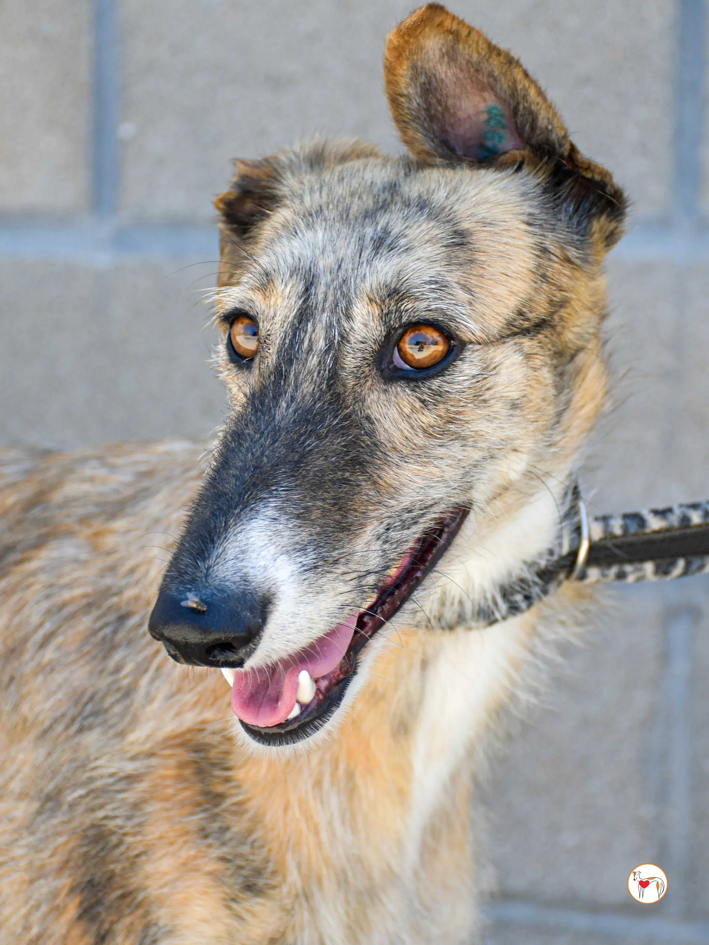 pretty galgo adozione 01