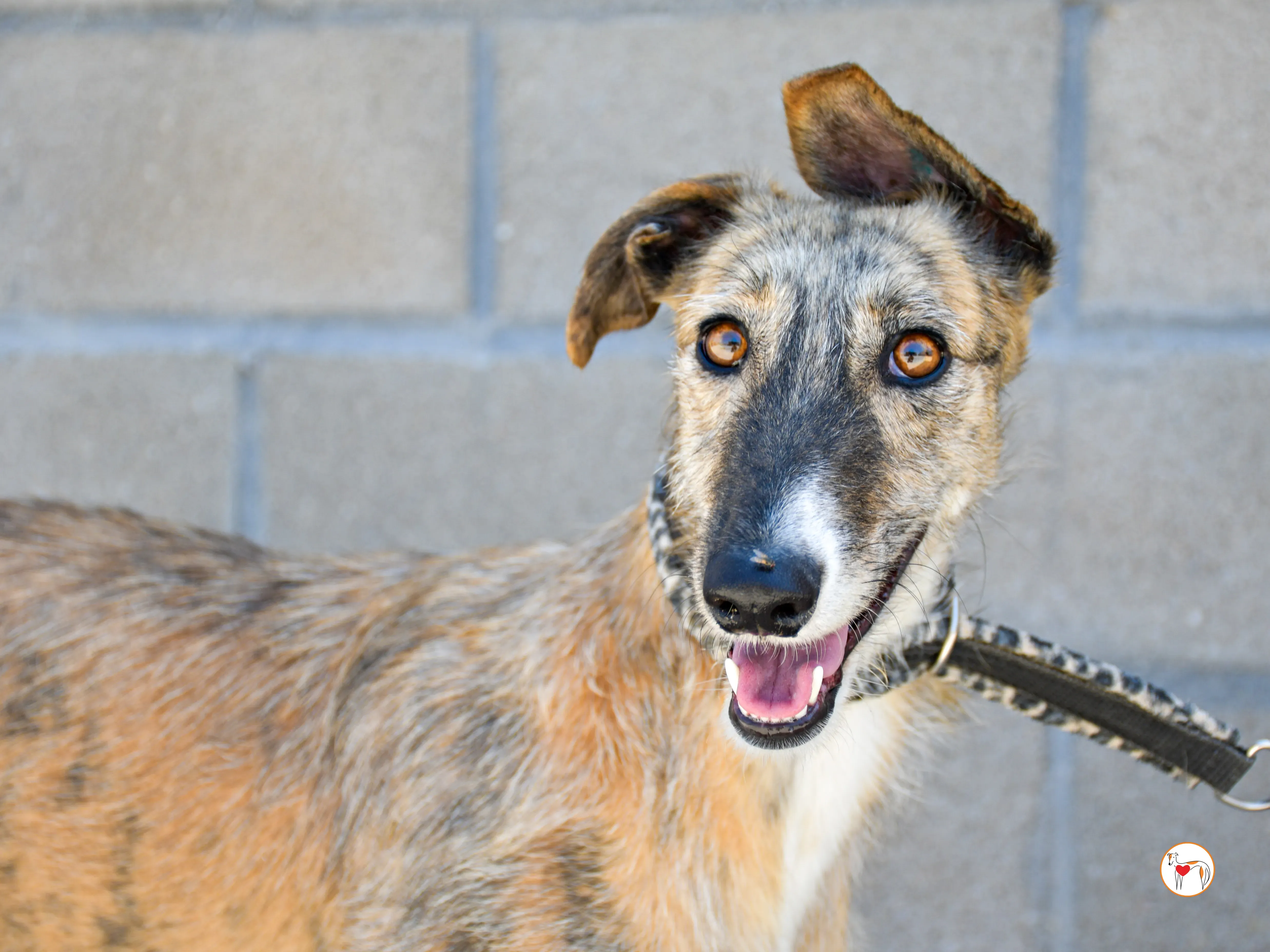 pretty galgo adozione 02