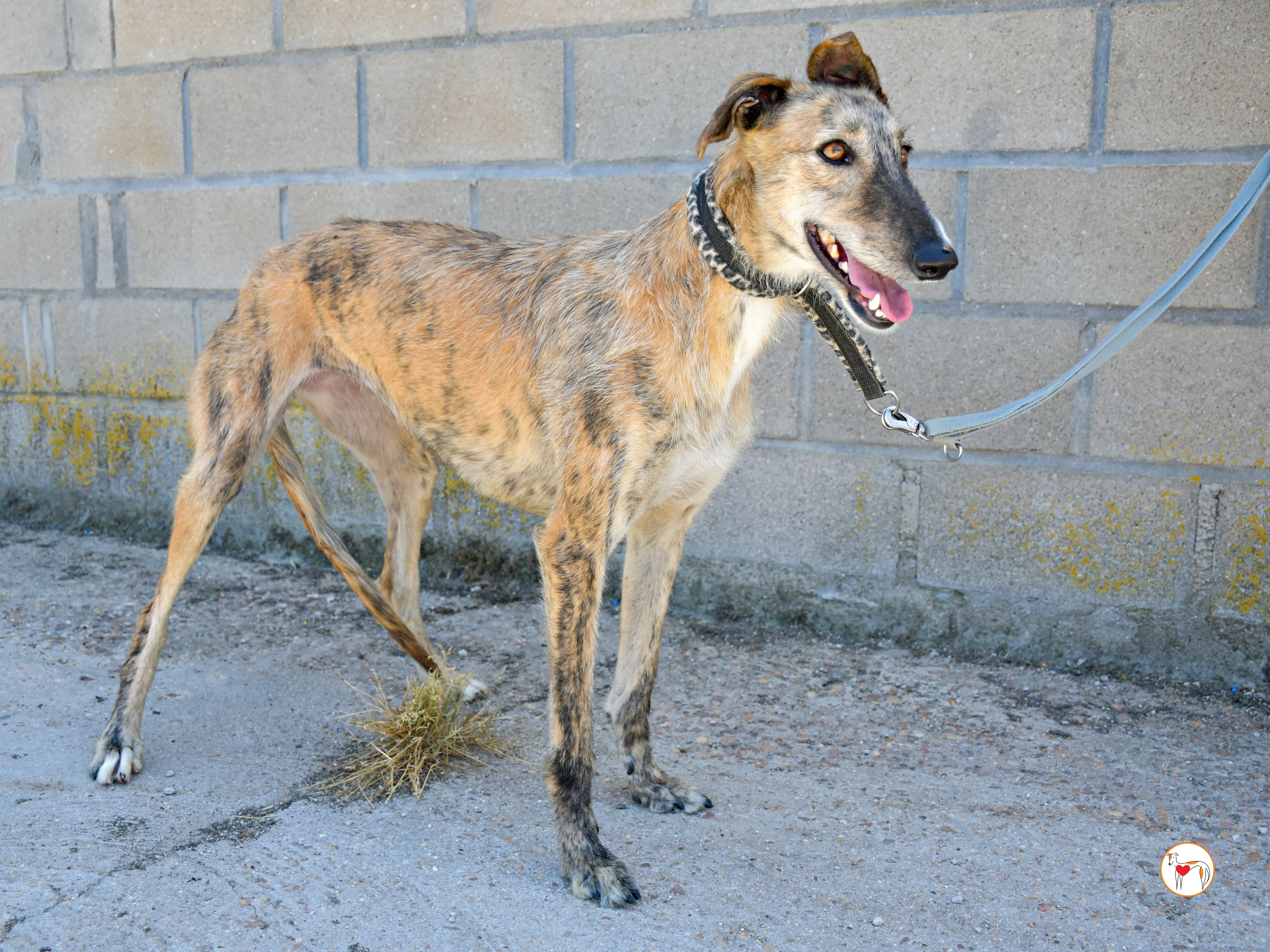 pretty galgo adozione 03