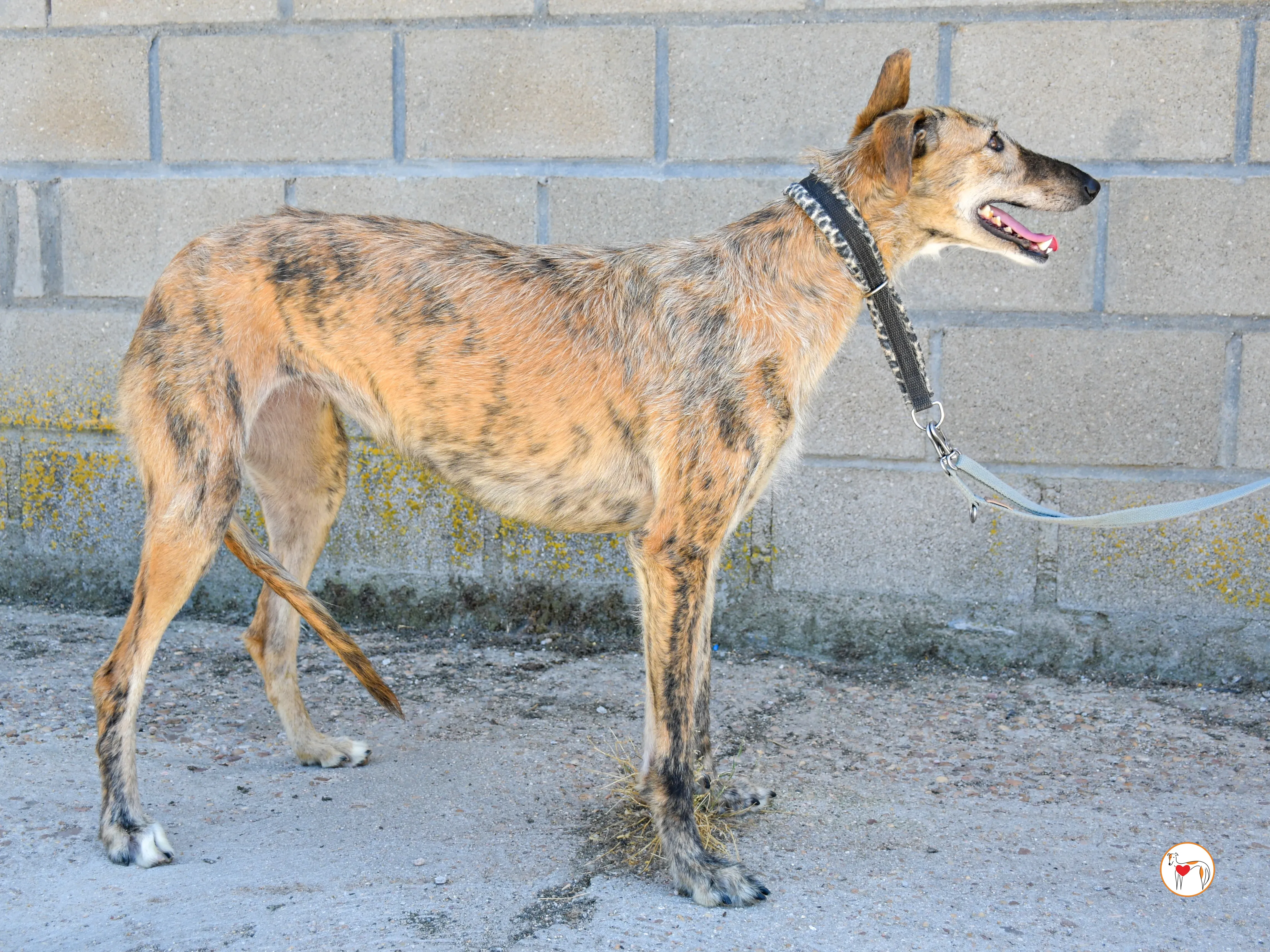 pretty galgo adozione 04