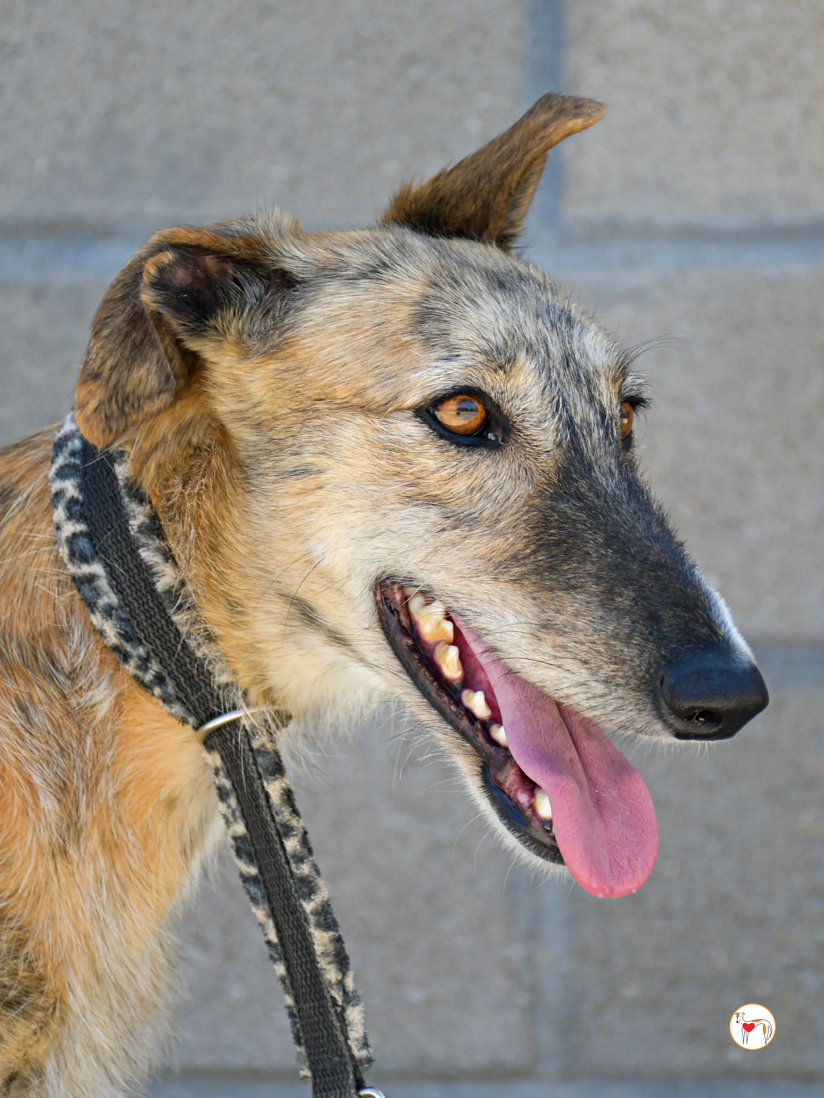 pretty galgo adozione 05