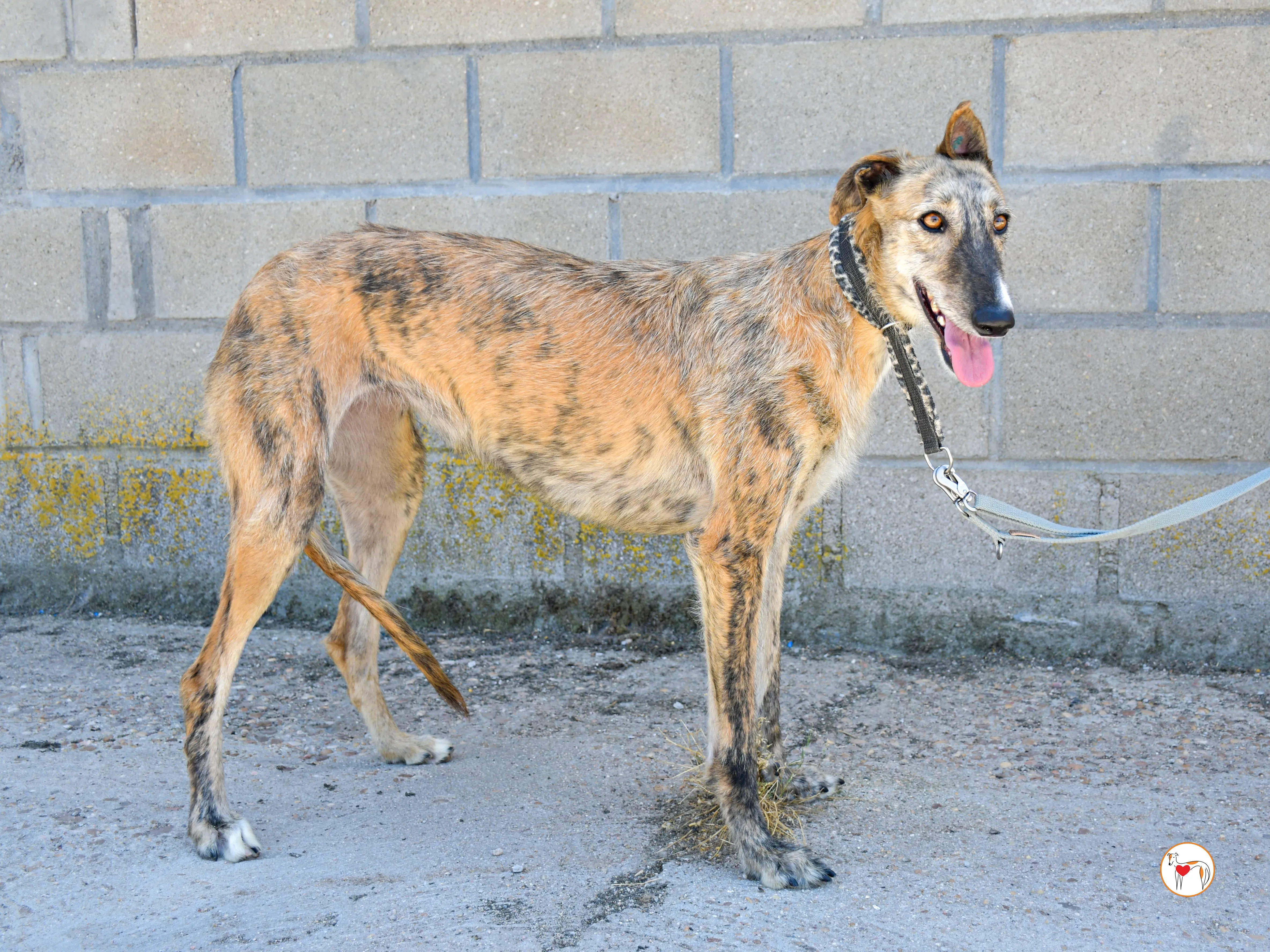 pretty galgo adozione 06