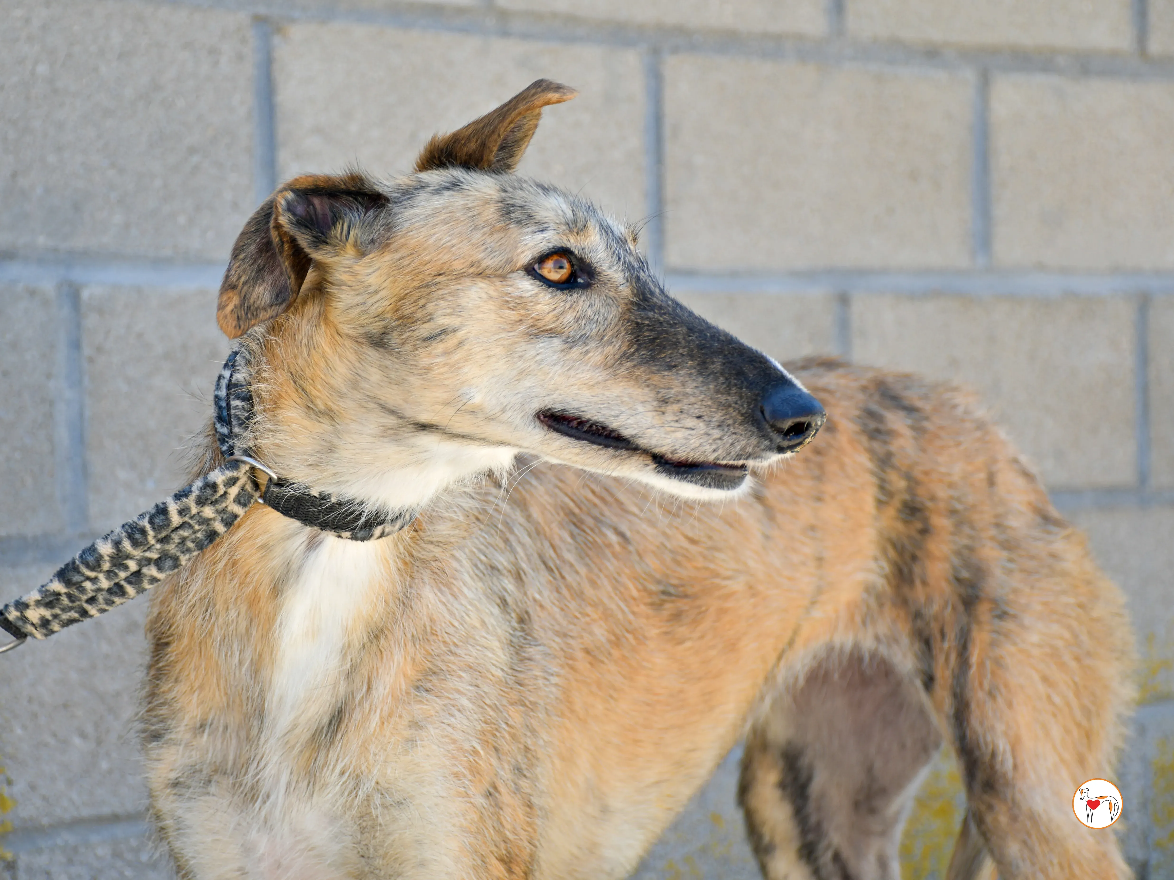 pretty galgo adozione 07