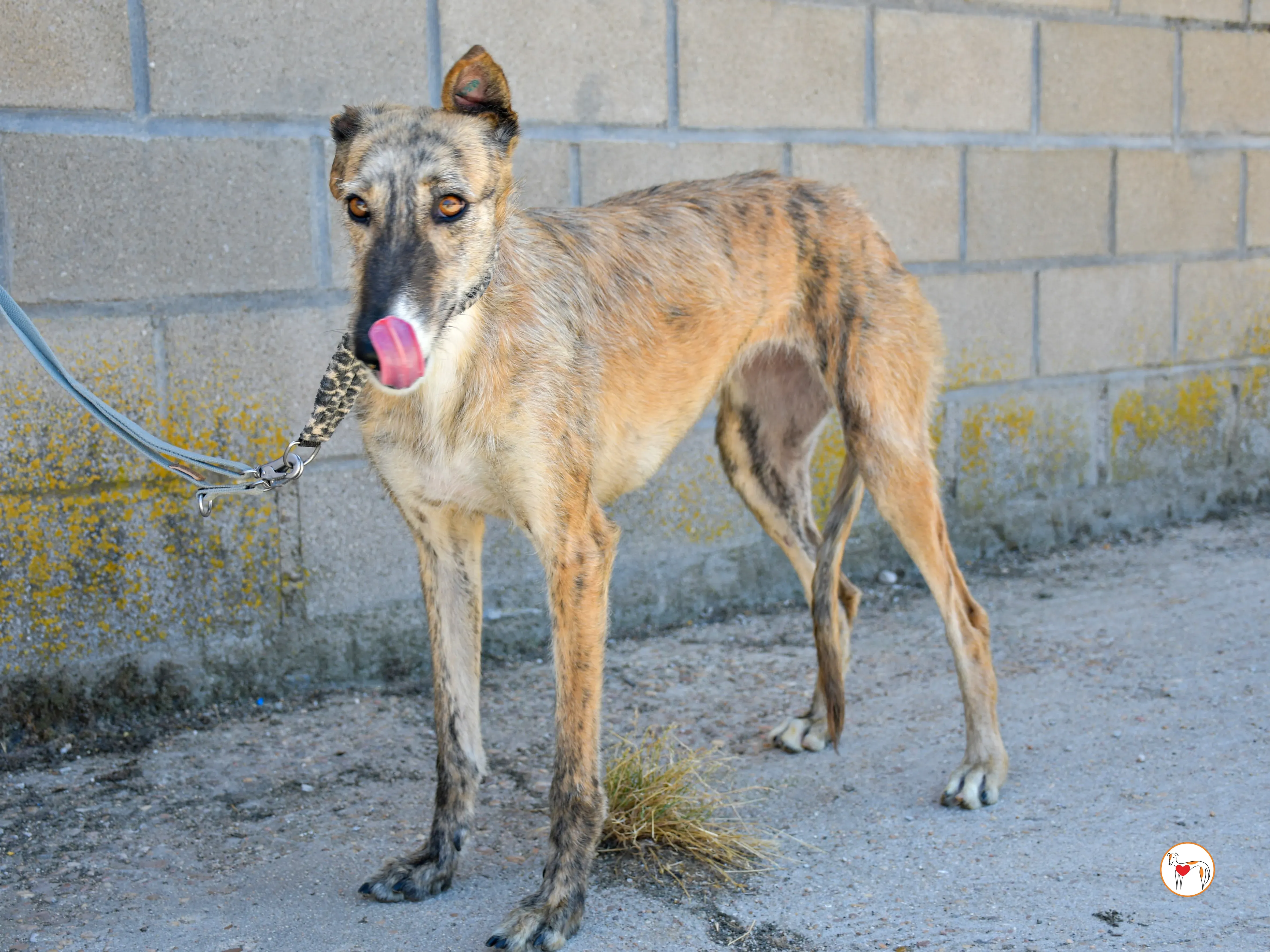 pretty galgo adozione 08