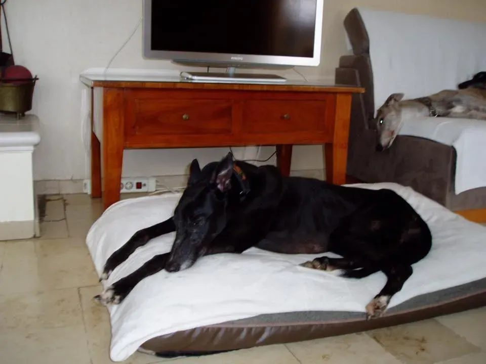 prima rebel adozione greyhound macao 1