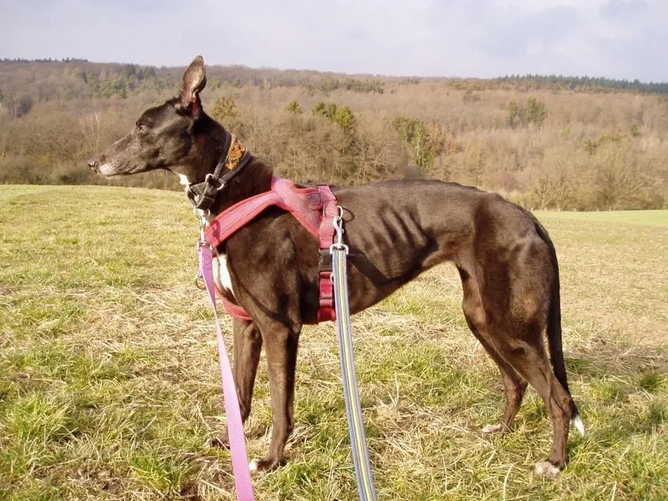 prima rebel adozione greyhound macao 2