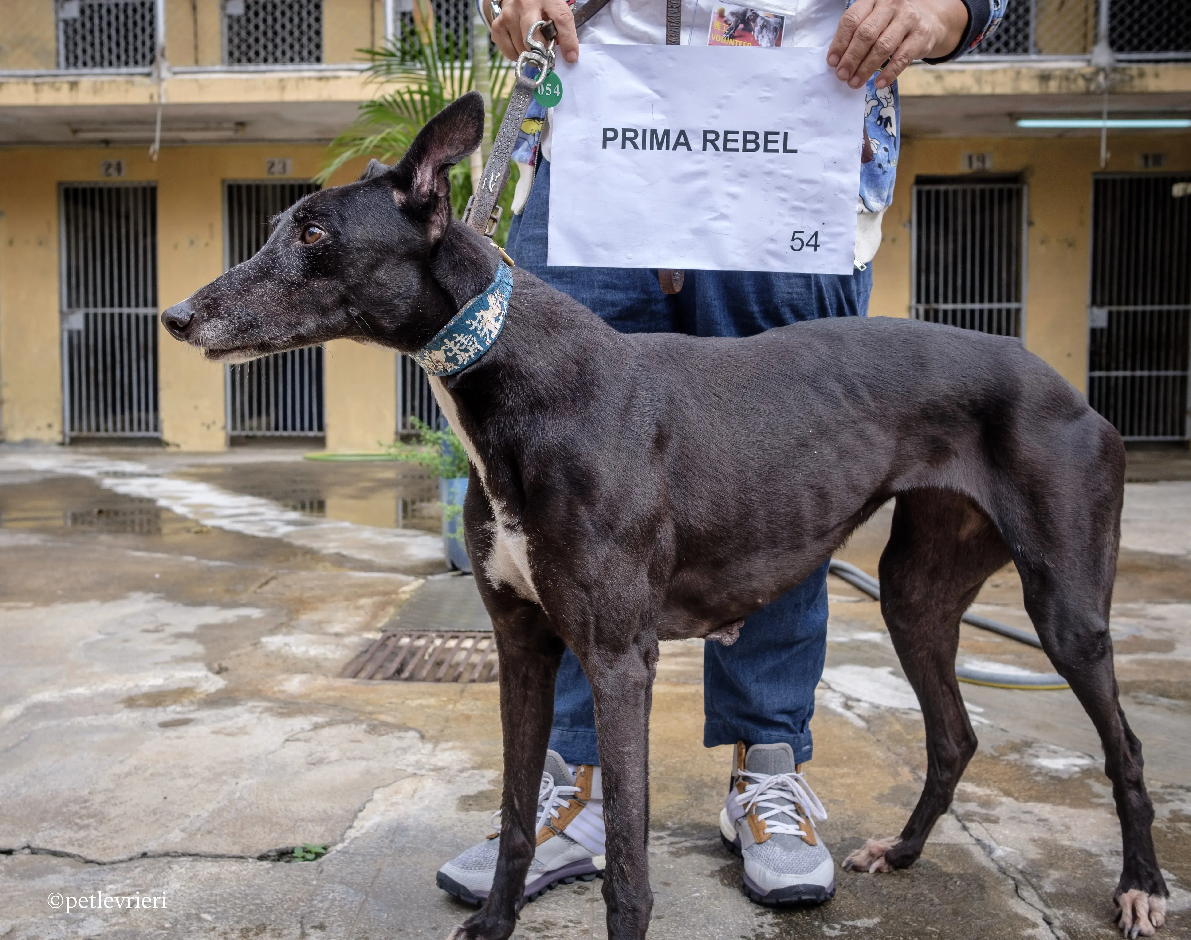 prima rebel adozione.greyhound macao 1