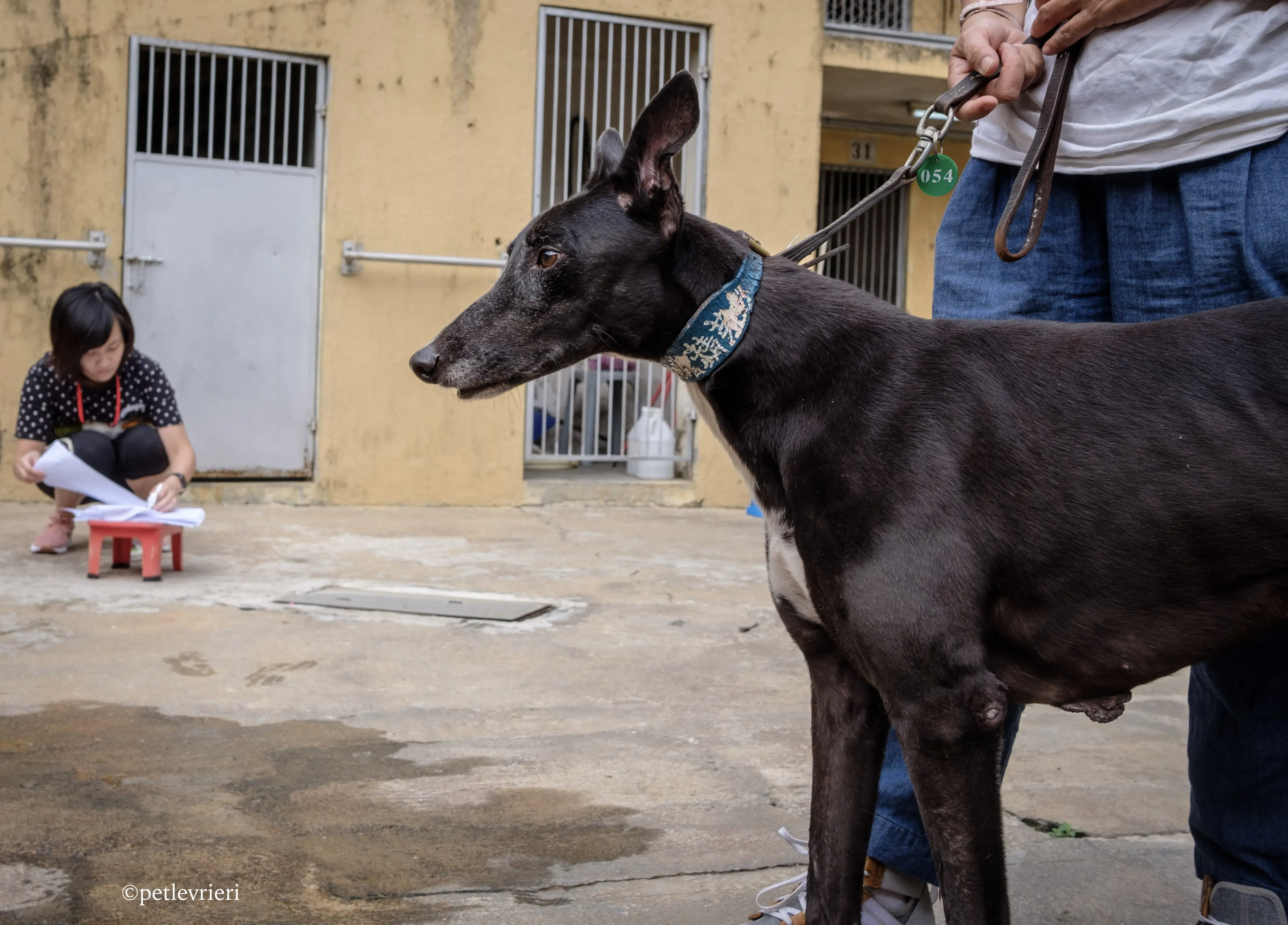 prima rebel adozione.greyhound macao 10