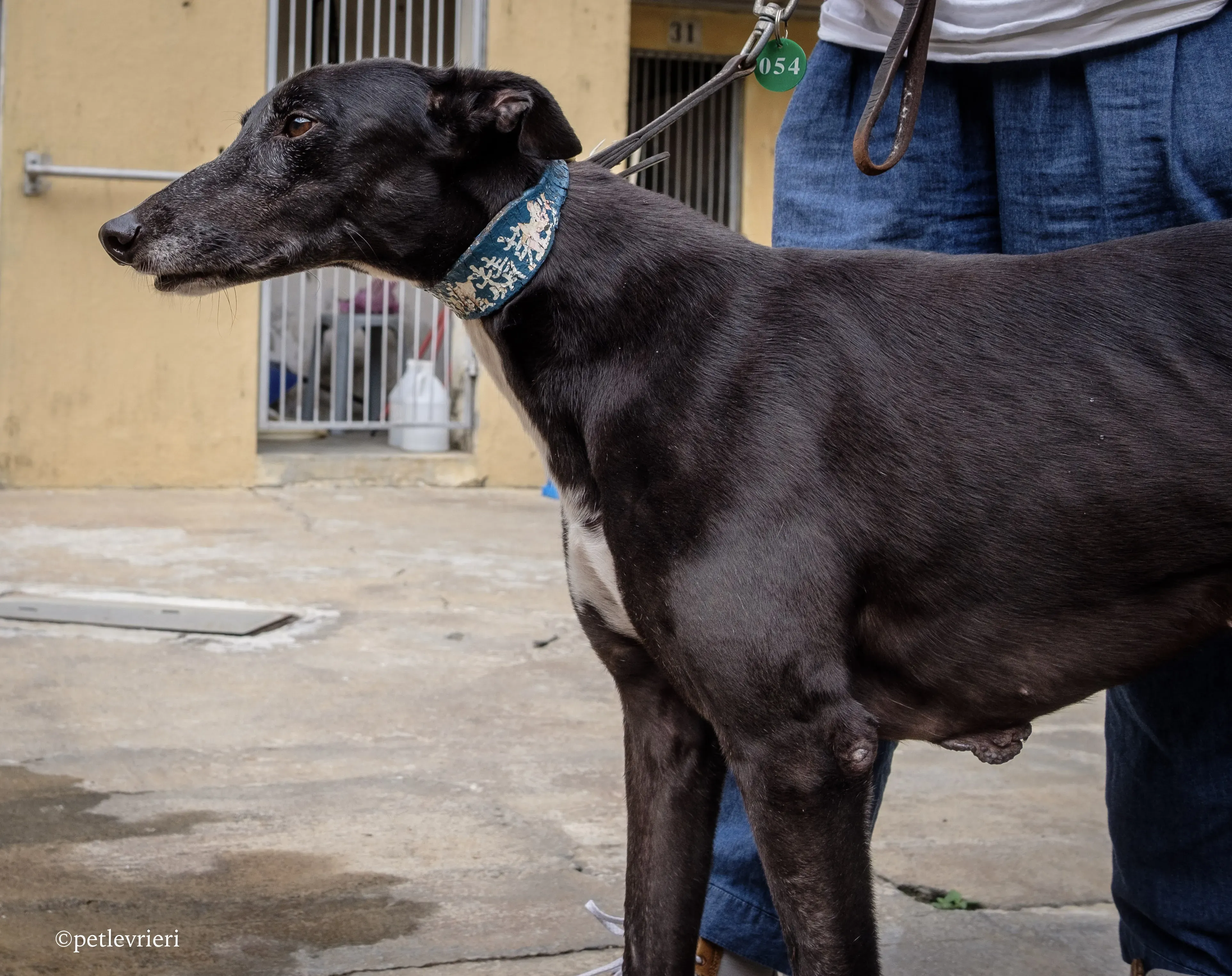 prima rebel adozione.greyhound macao 11