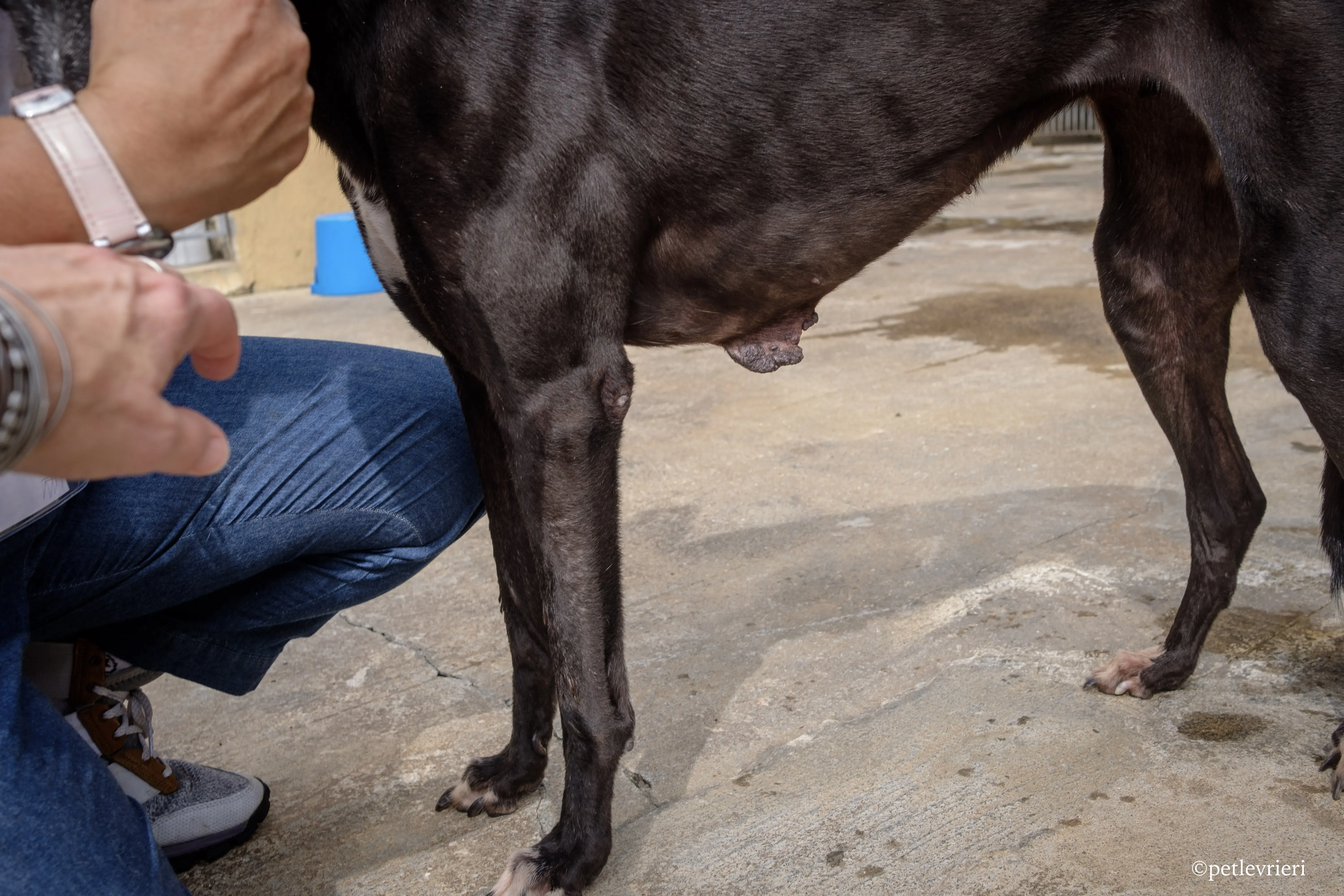 prima rebel adozione.greyhound macao 12