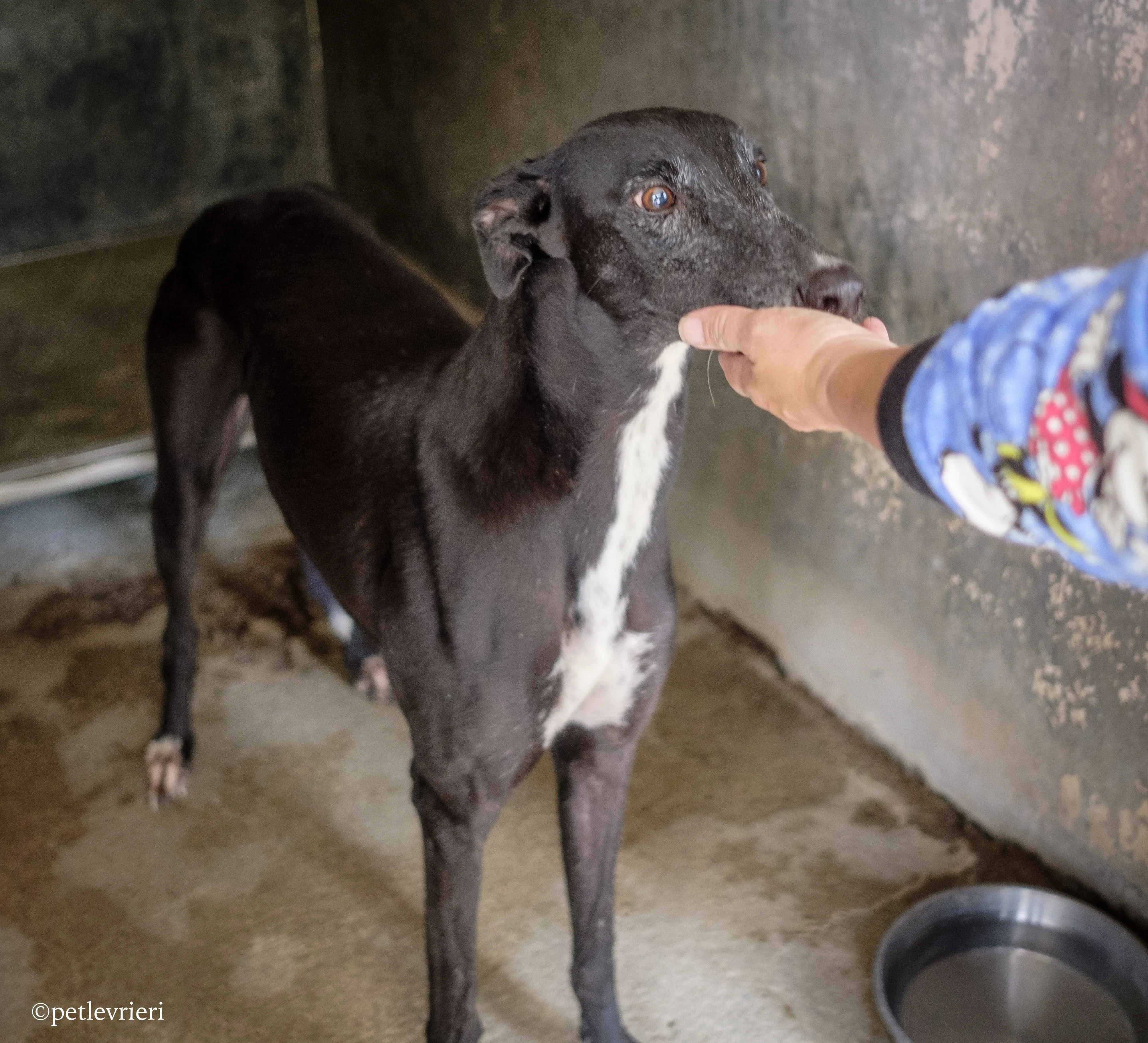 prima rebel adozione.greyhound macao 13