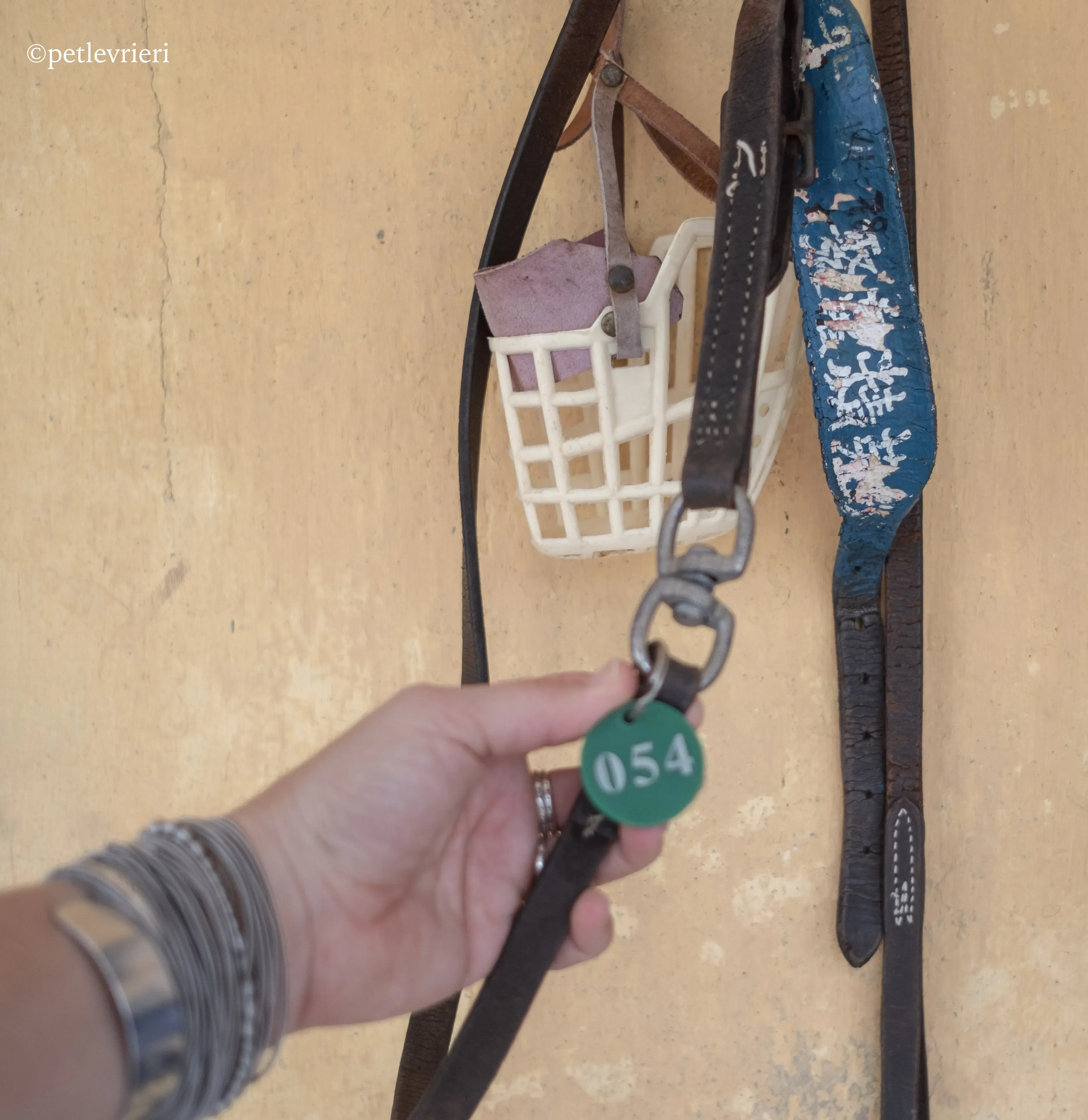 prima rebel adozione.greyhound macao 14