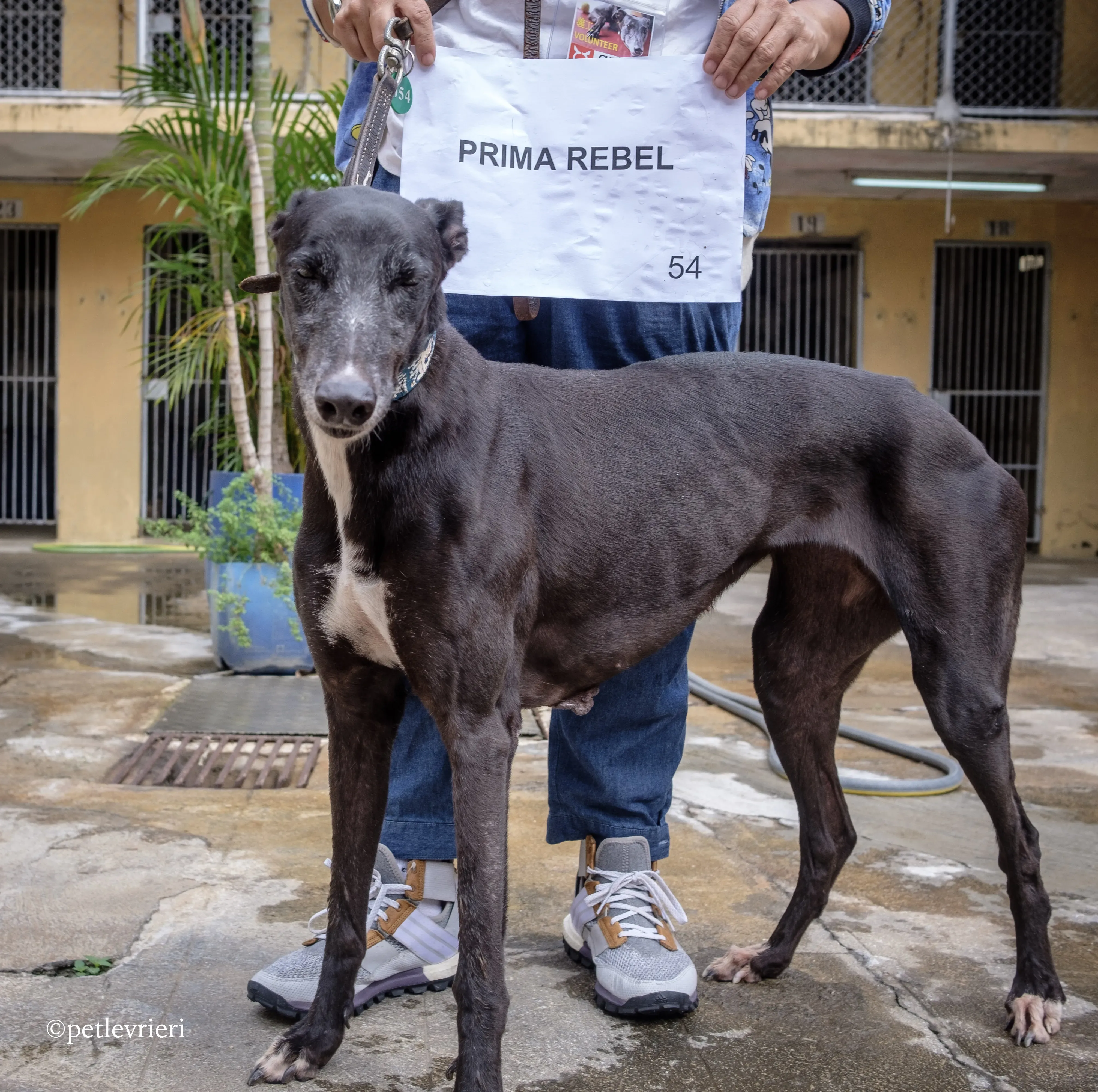 prima rebel adozione.greyhound macao 2
