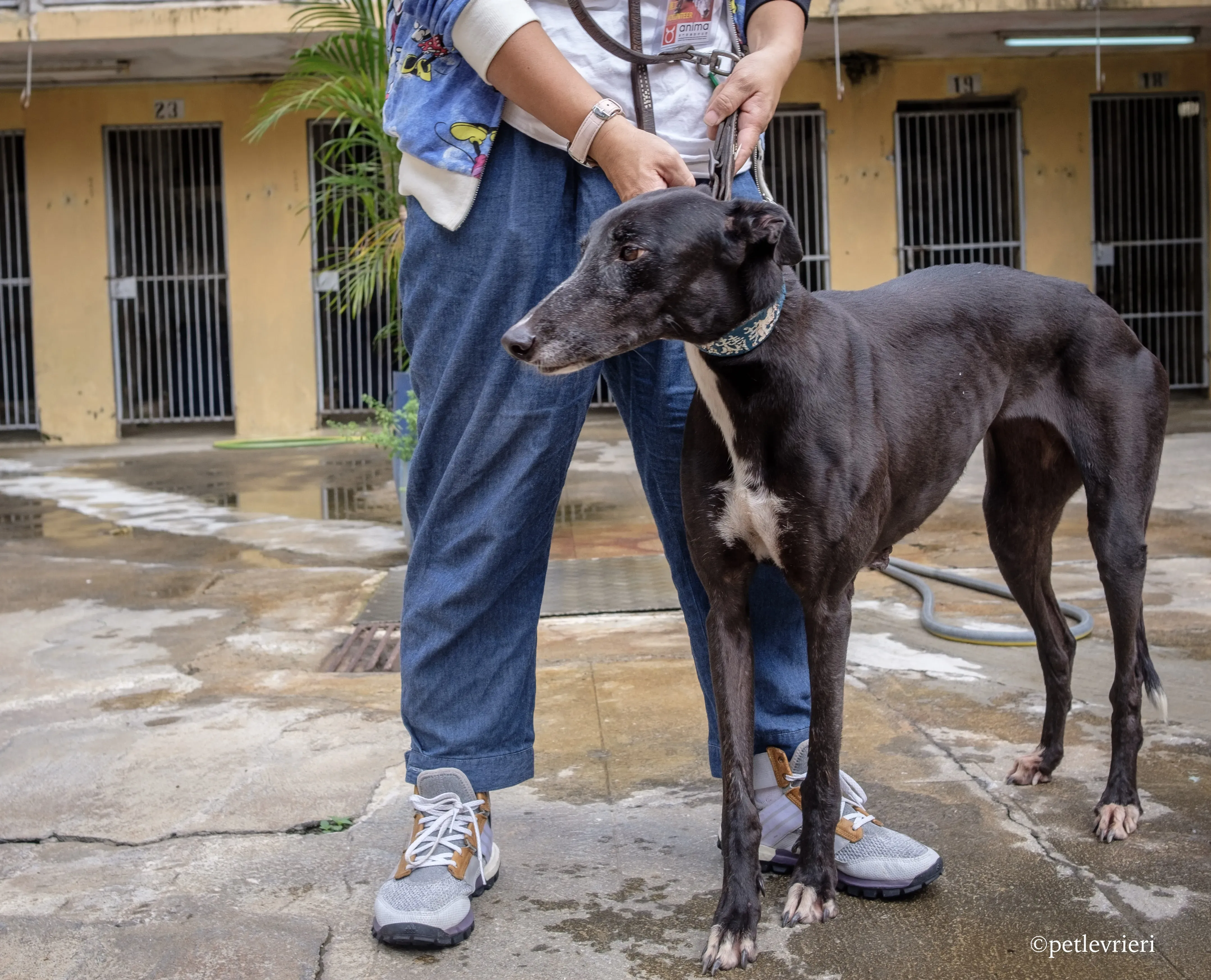 prima rebel adozione.greyhound macao 3