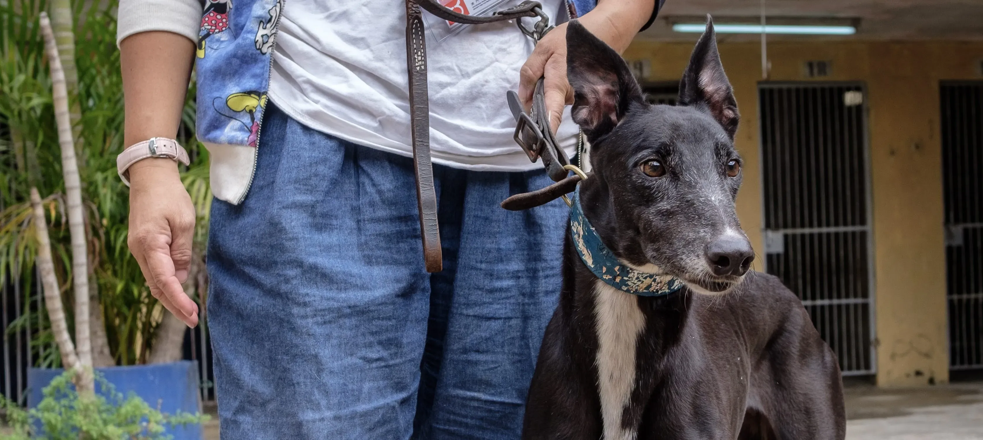 prima rebel adozione.greyhound macao 4 e1544296418362