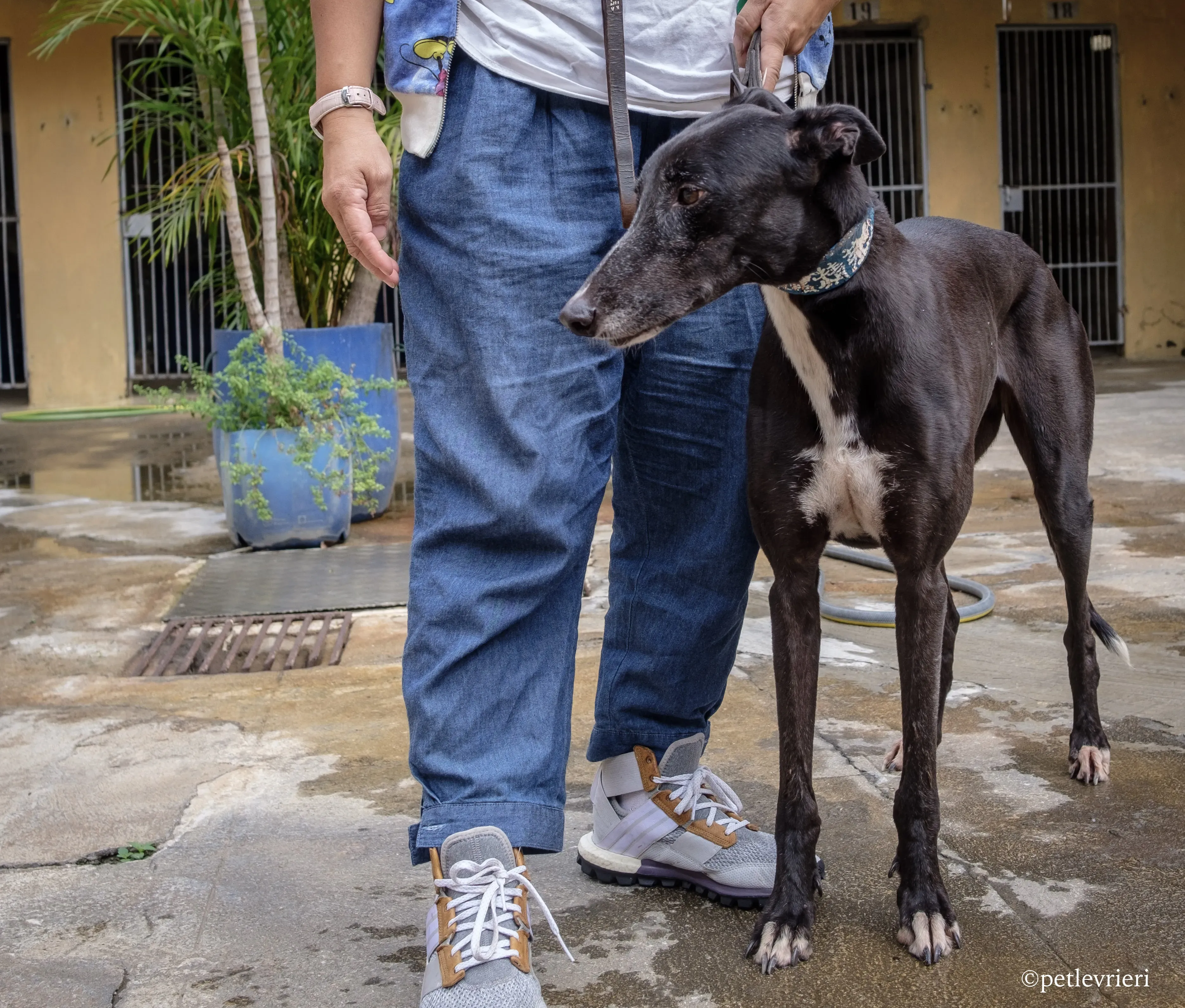 prima rebel adozione.greyhound macao 5