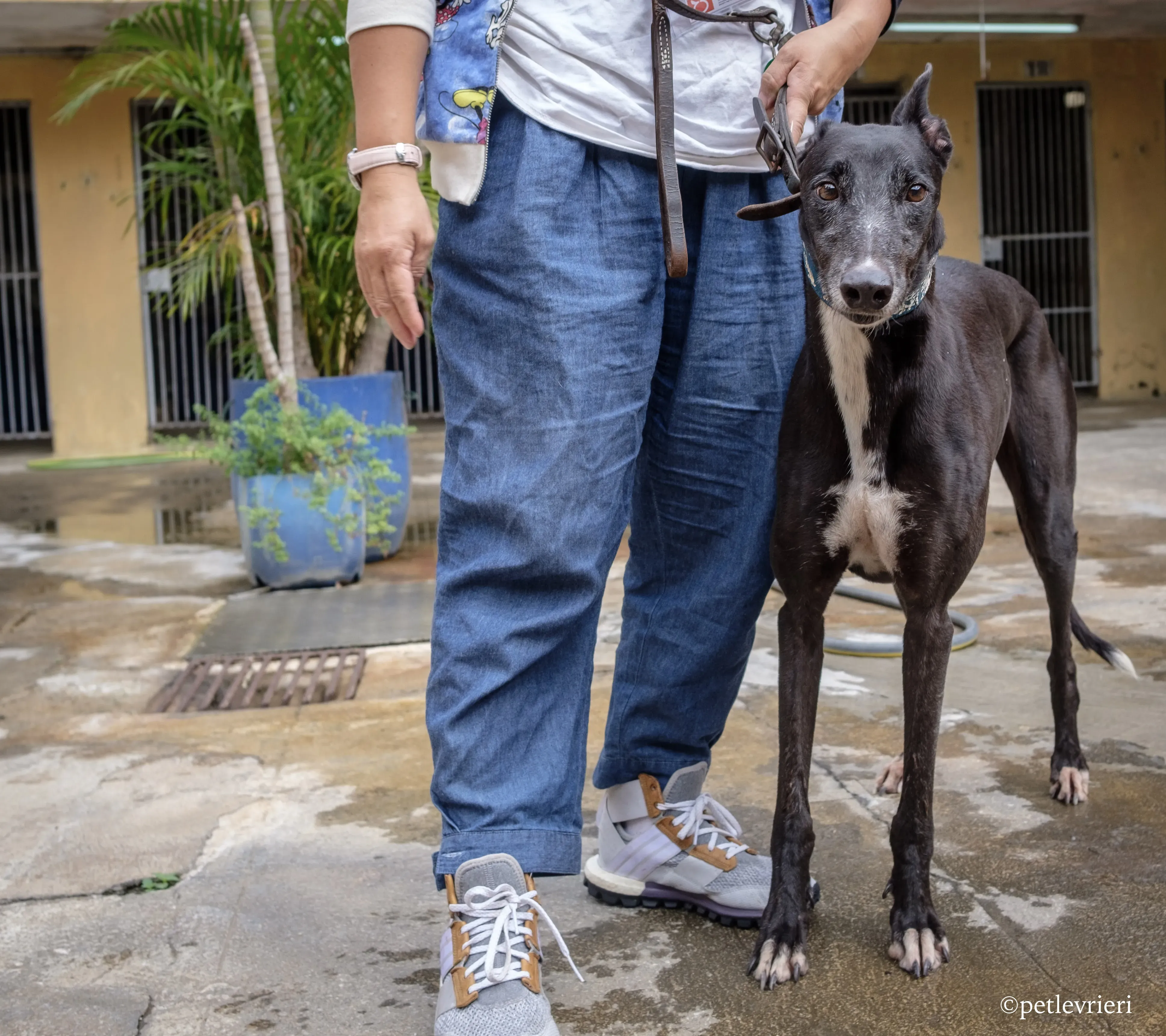 prima rebel adozione.greyhound macao 6