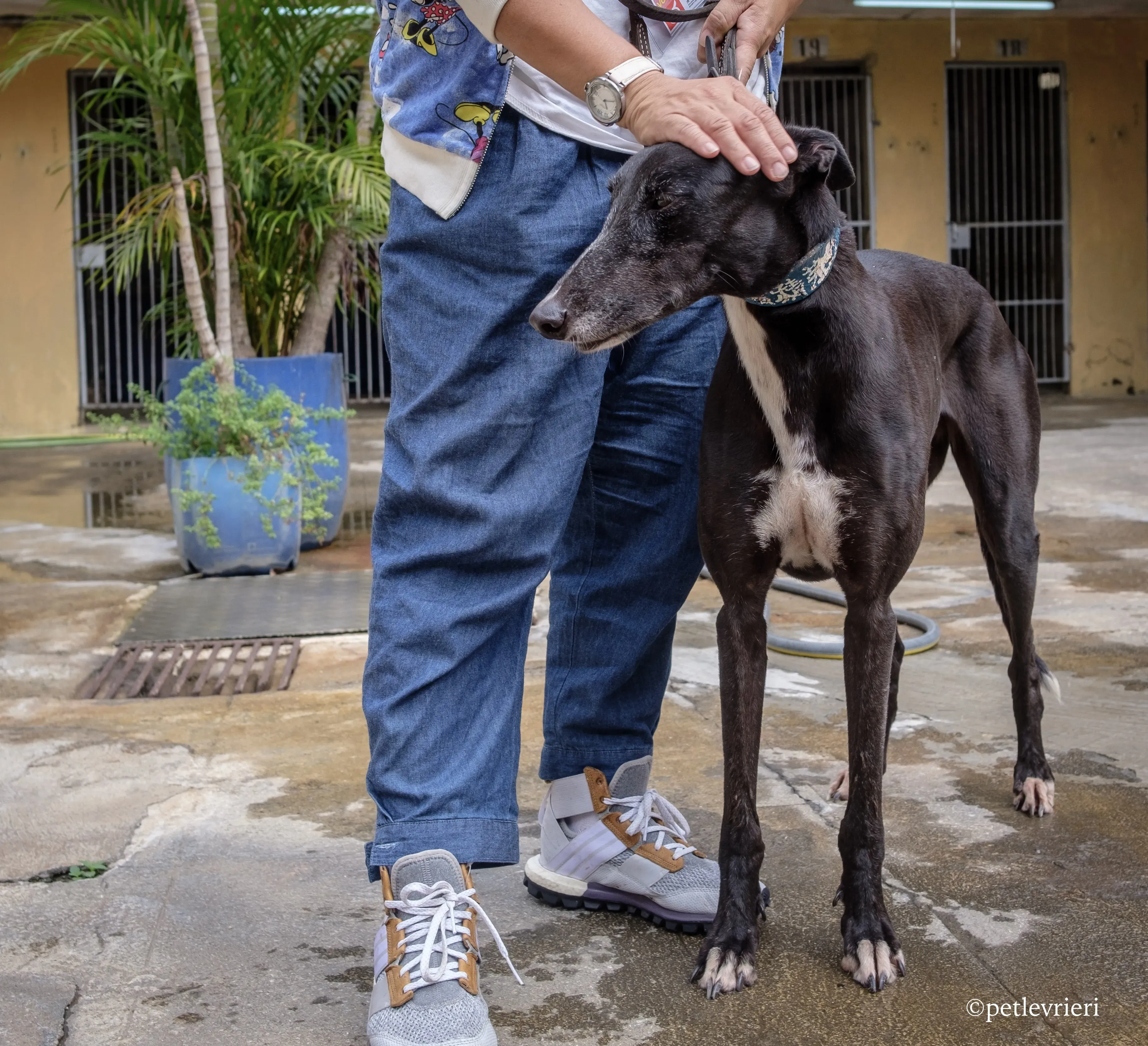 prima rebel adozione.greyhound macao 7