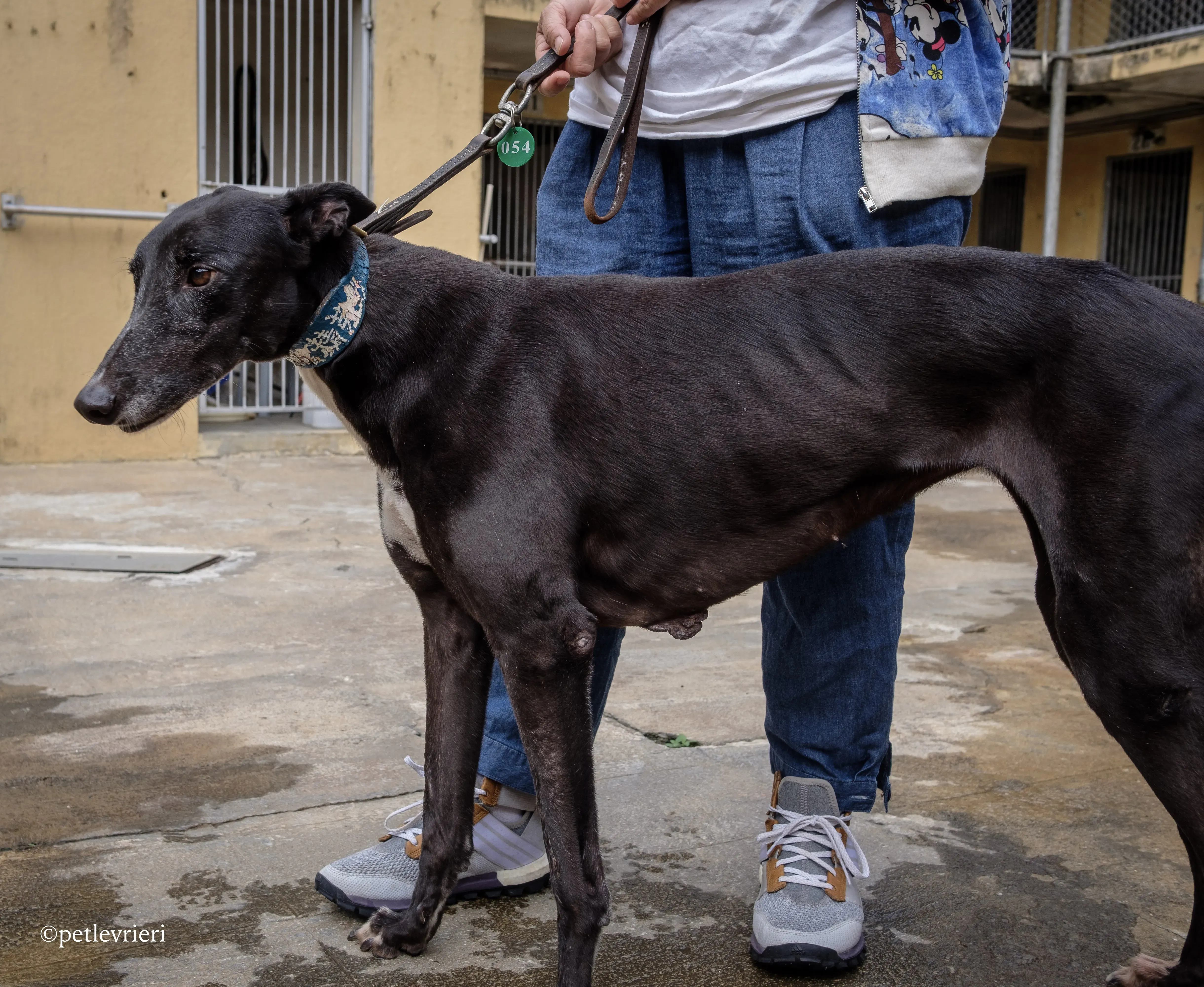 prima rebel adozione.greyhound macao 8