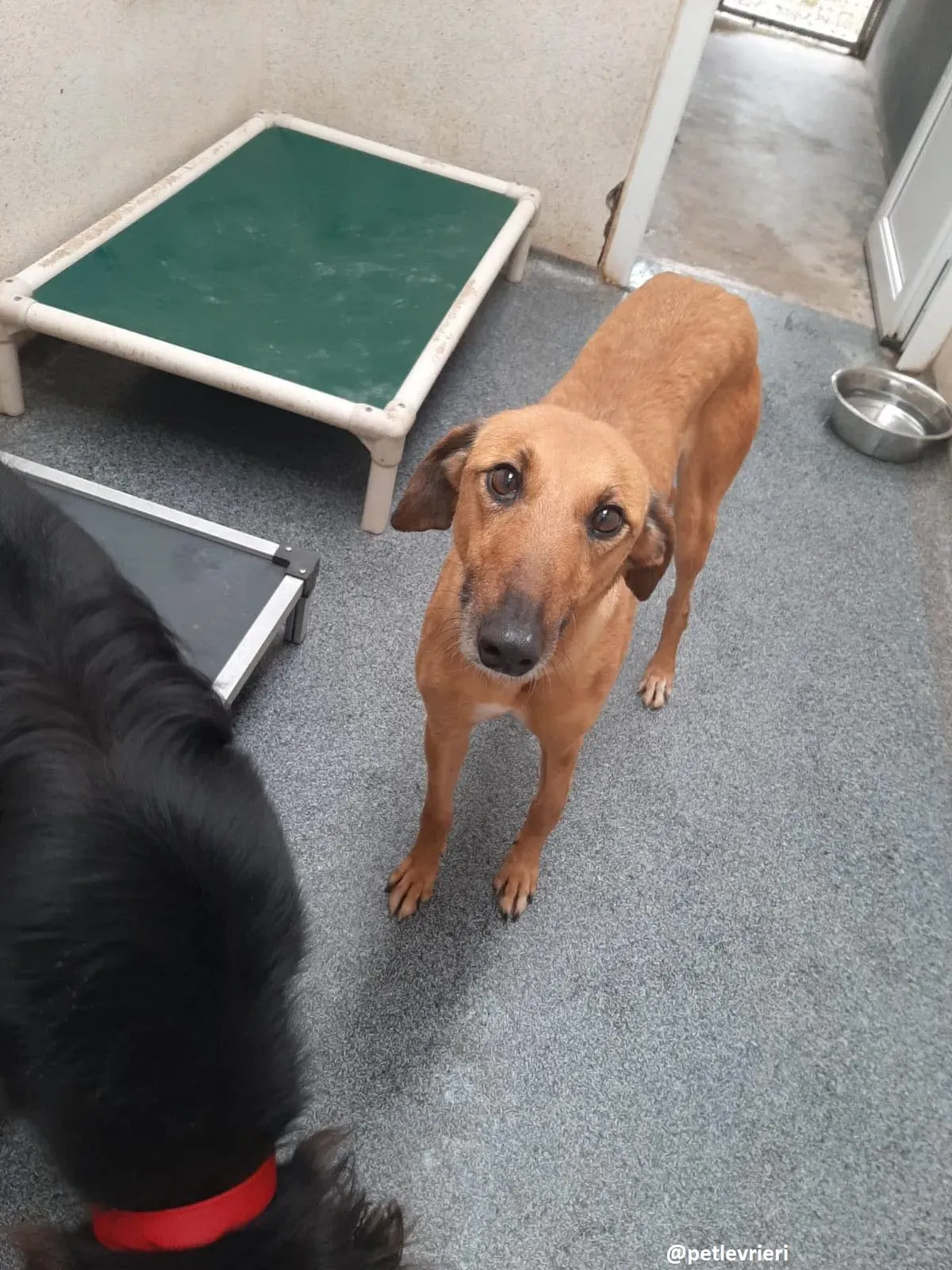 primrose adozione lurche1