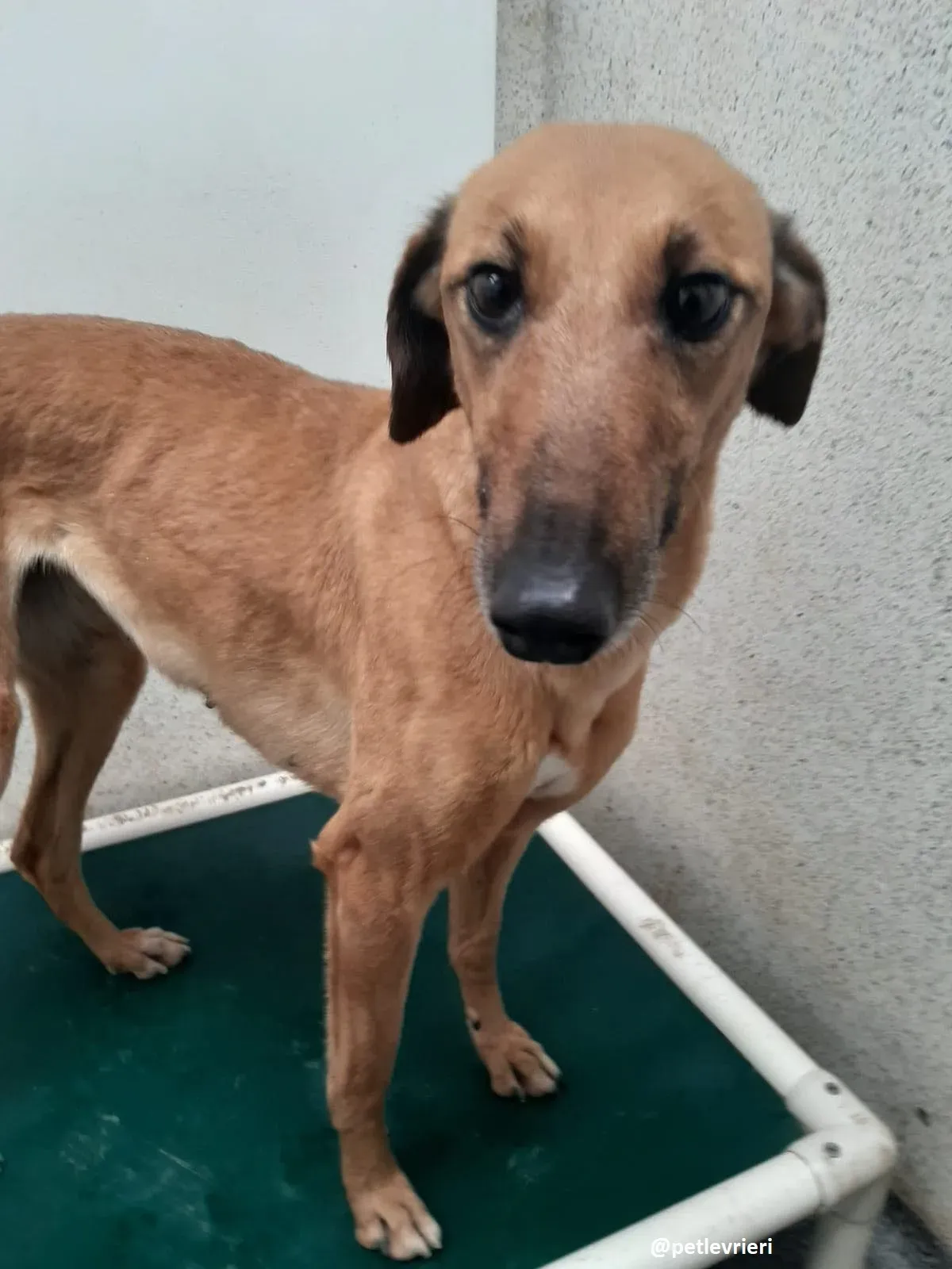 primrose adozione lurche2