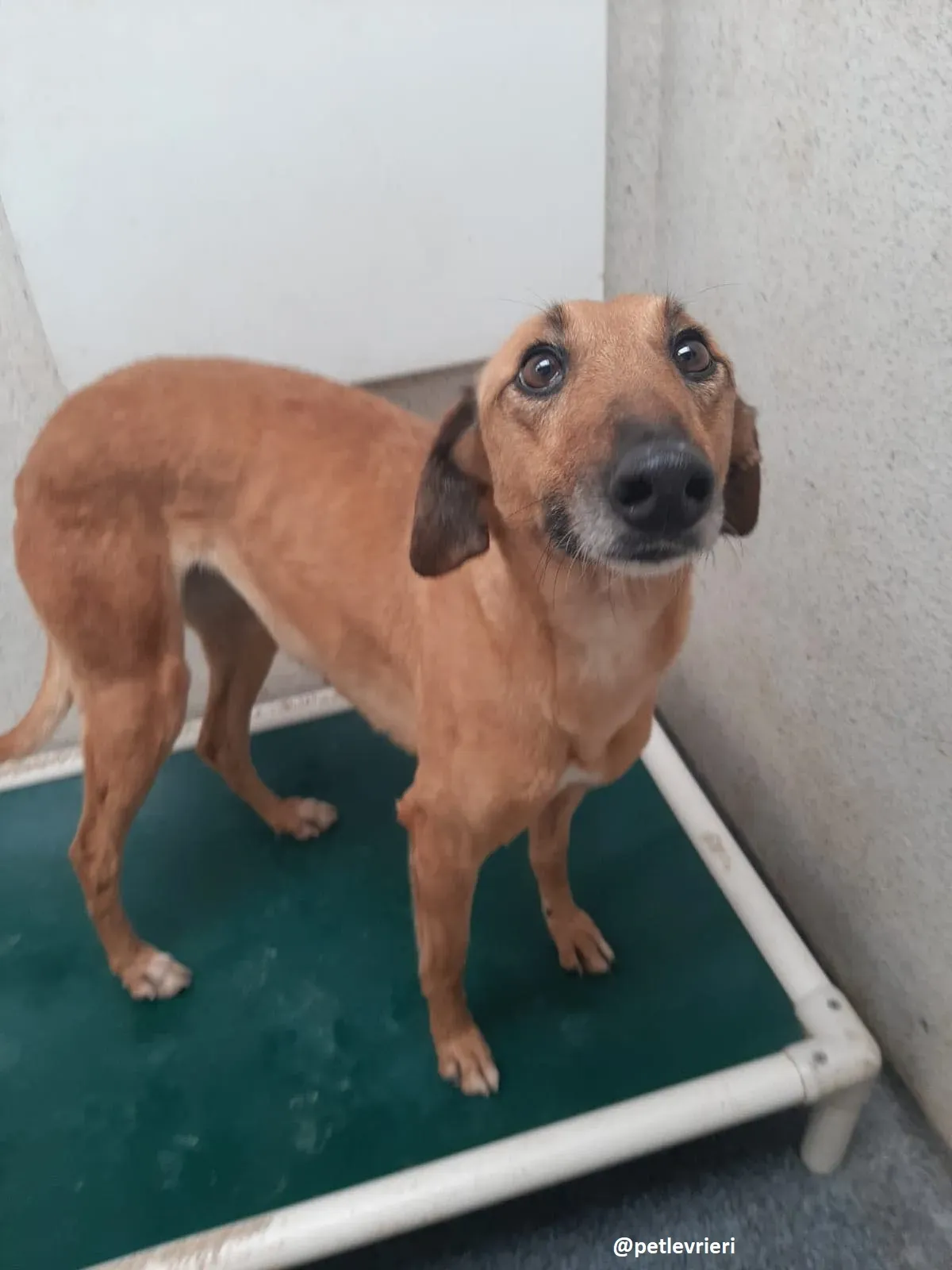 primrose adozione lurche3