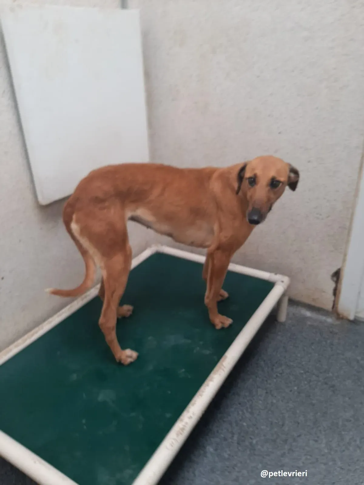 primrose adozione lurche4