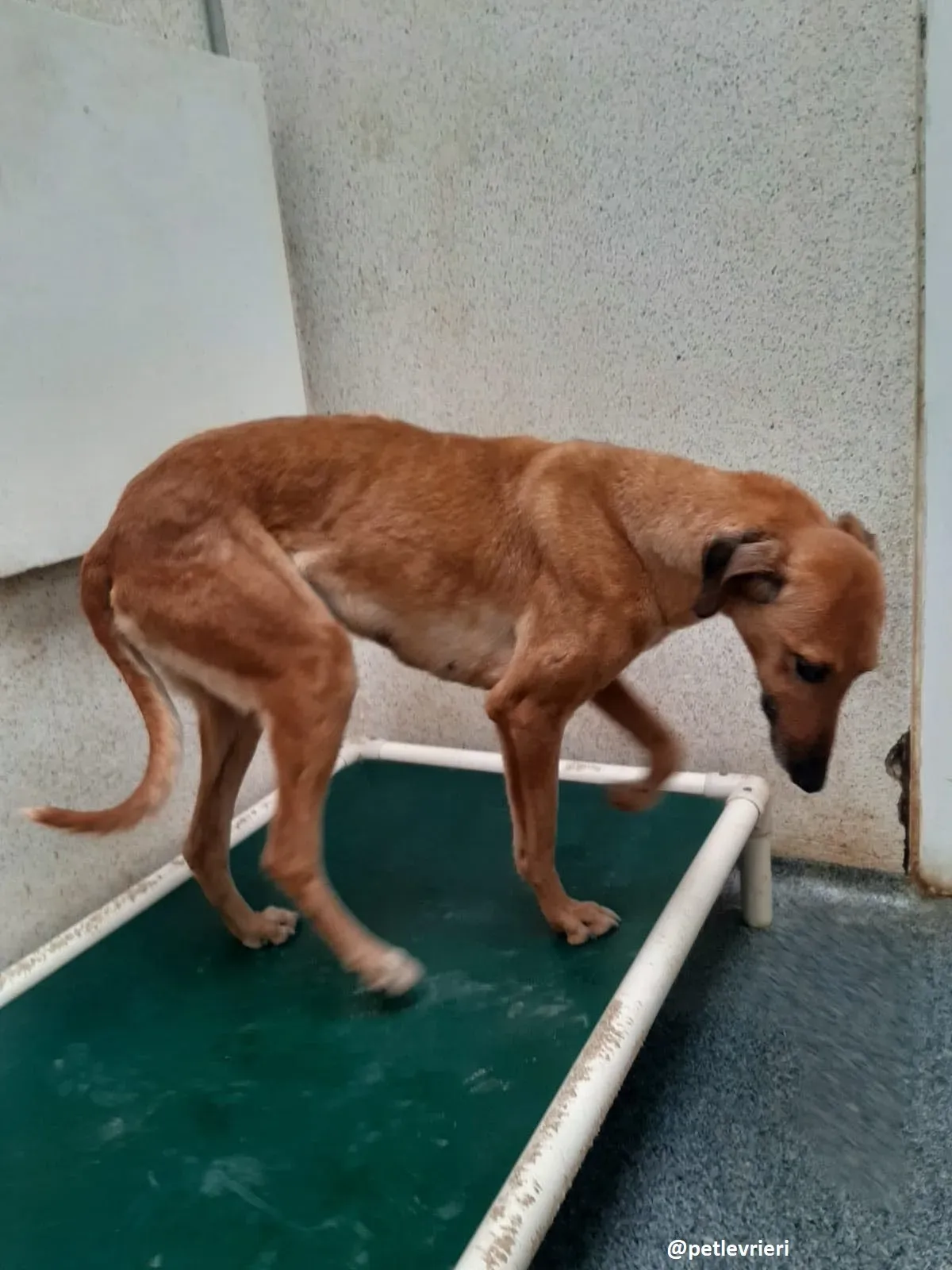 primrose adozione lurche5