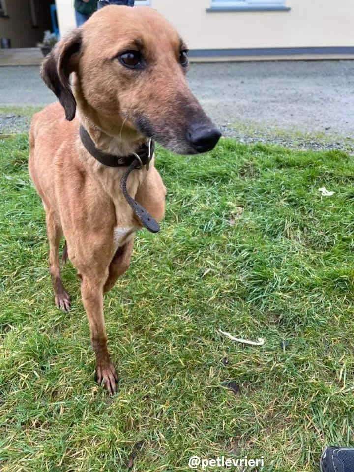 primrose adozione lurche6