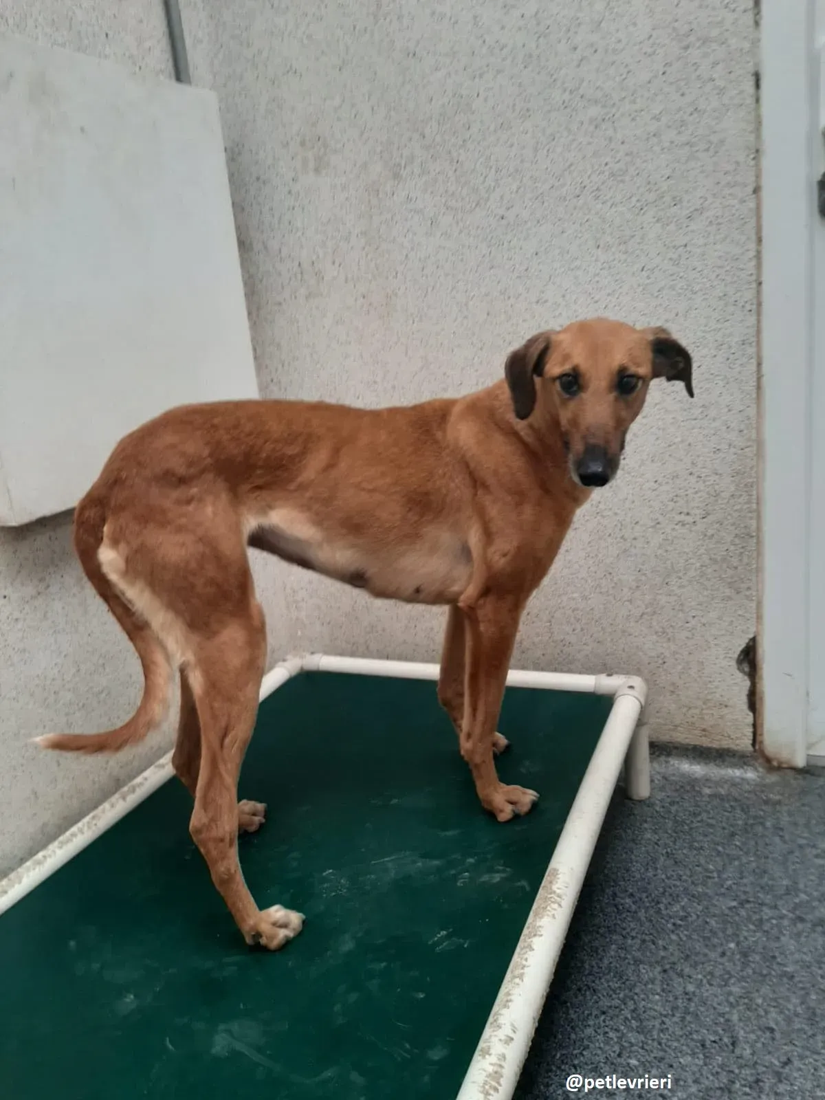 primrose adozione lurche7