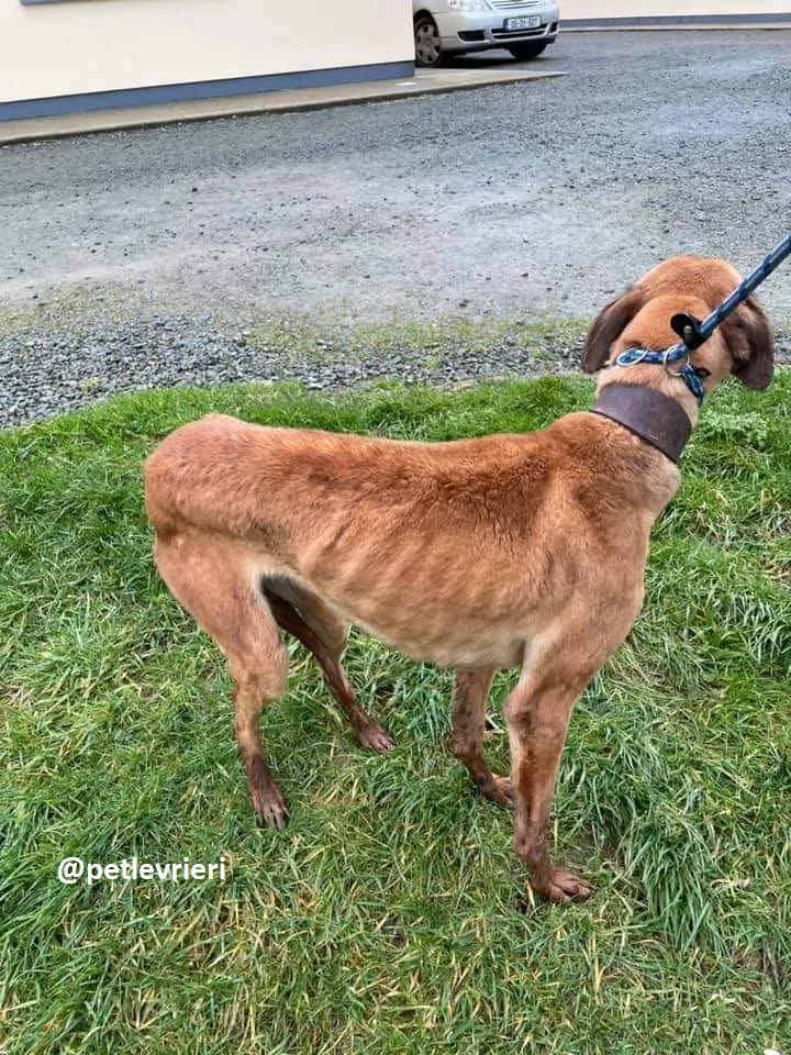 primrose adozione lurcher