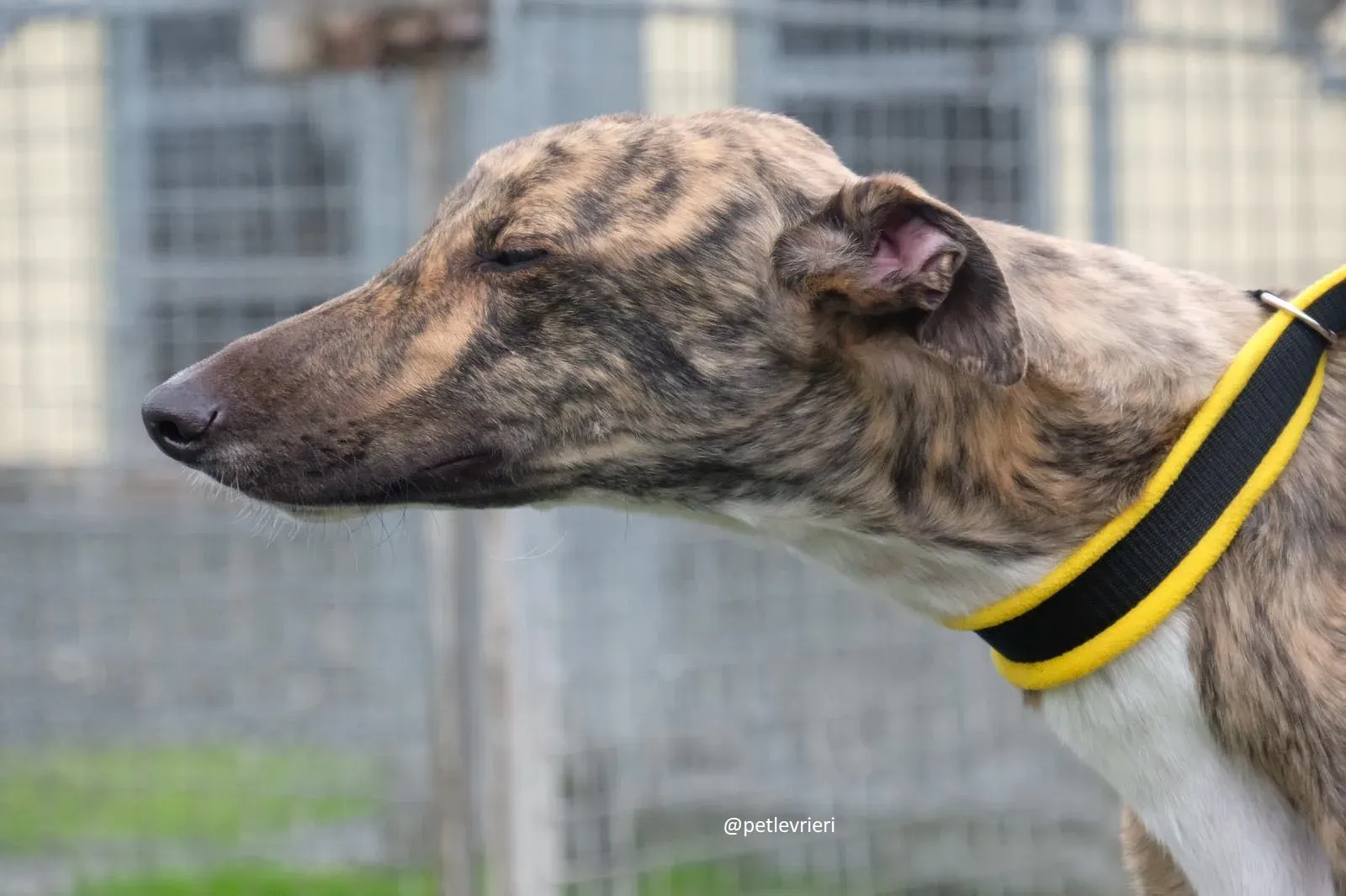 prince adozione greyhound 1