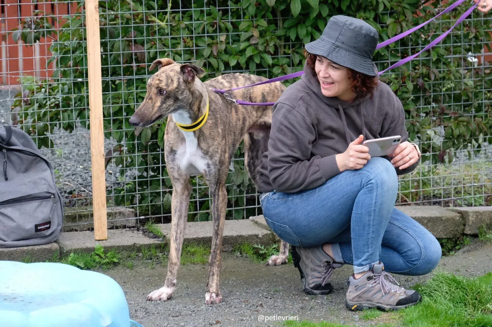 prince adozione greyhound 10