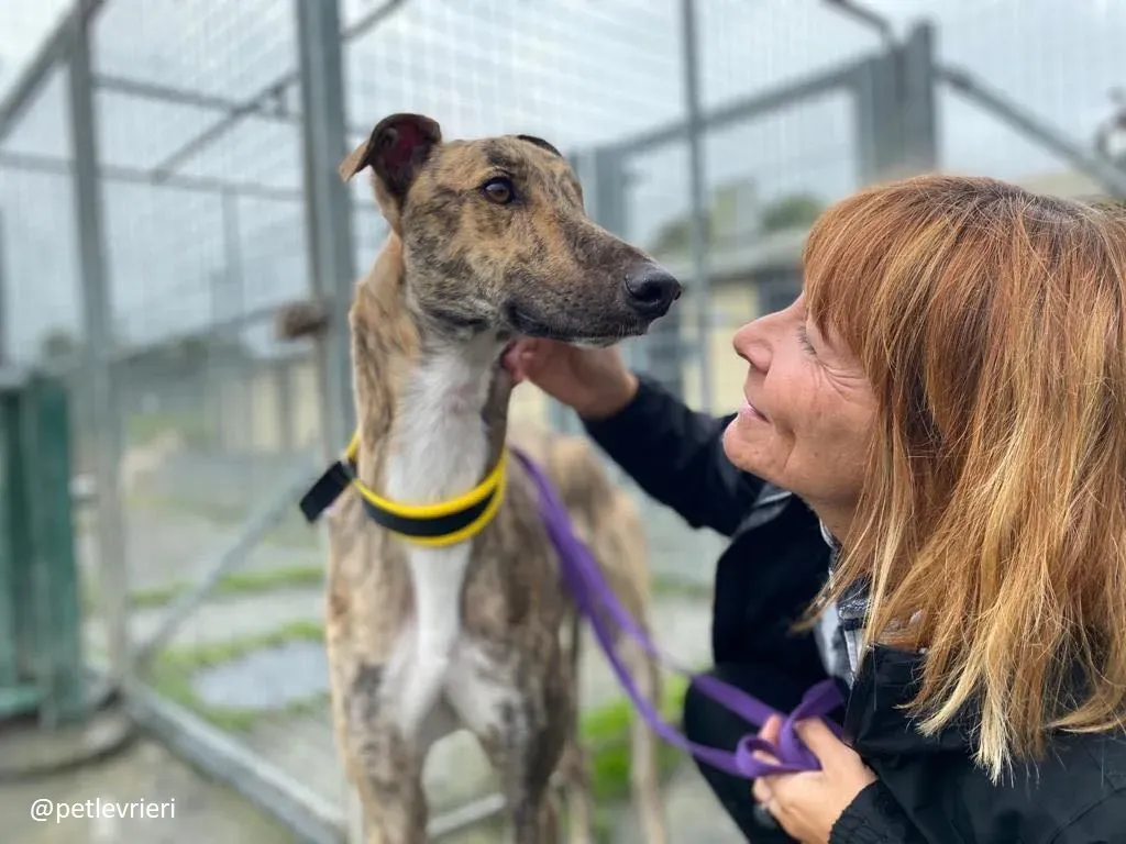 prince adozione greyhound 11