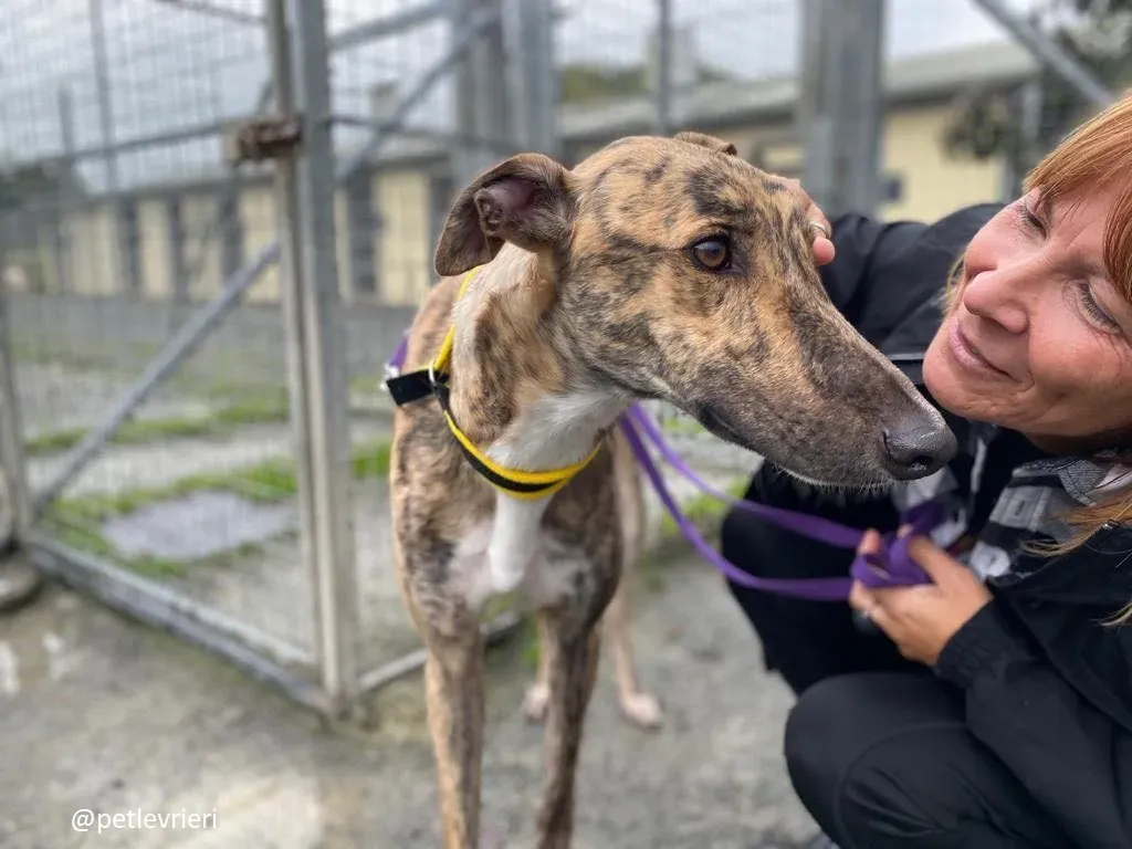 prince adozione greyhound 12