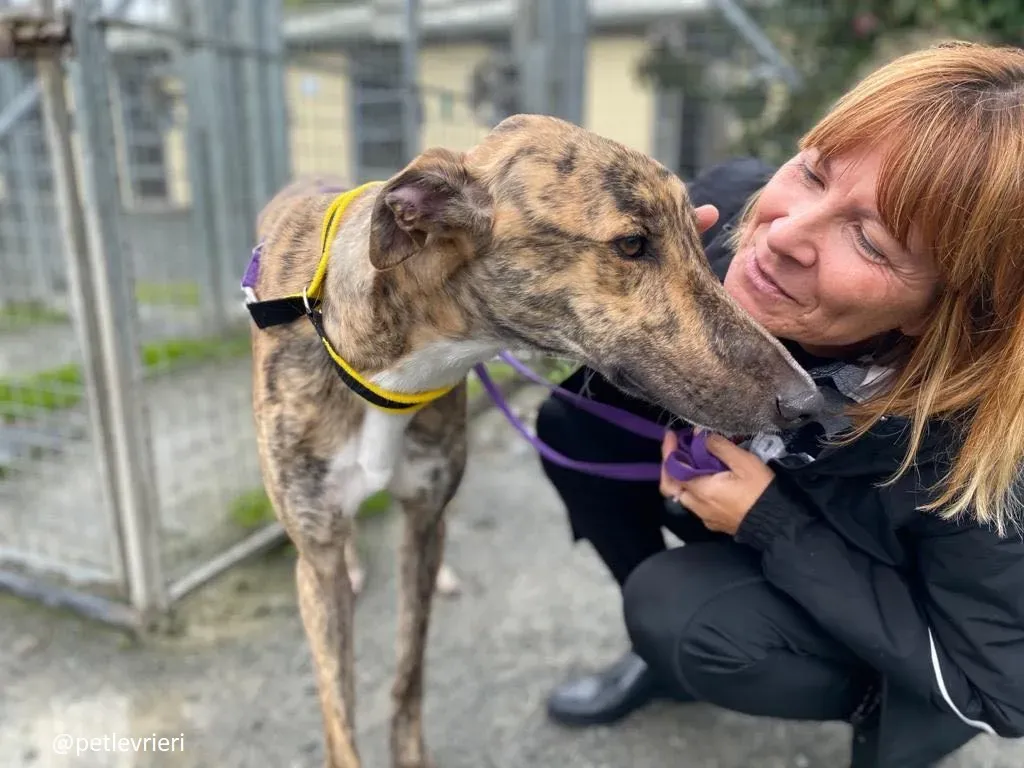 prince adozione greyhound 13