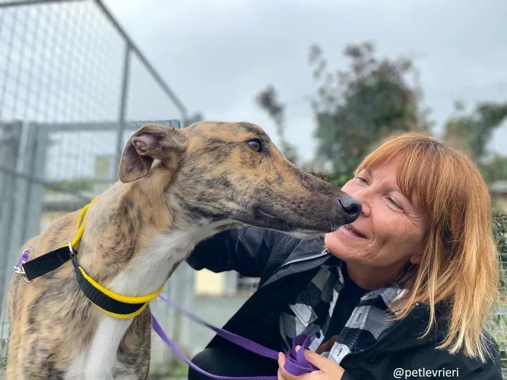 prince adozione greyhound 14