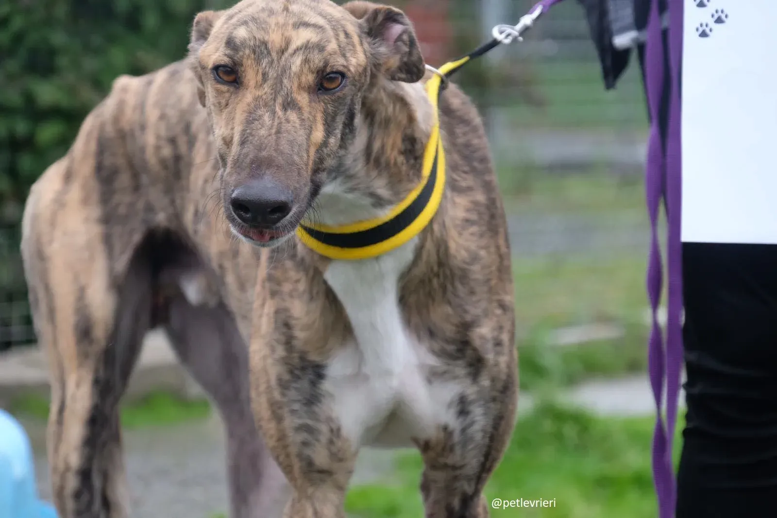 prince adozione greyhound 3