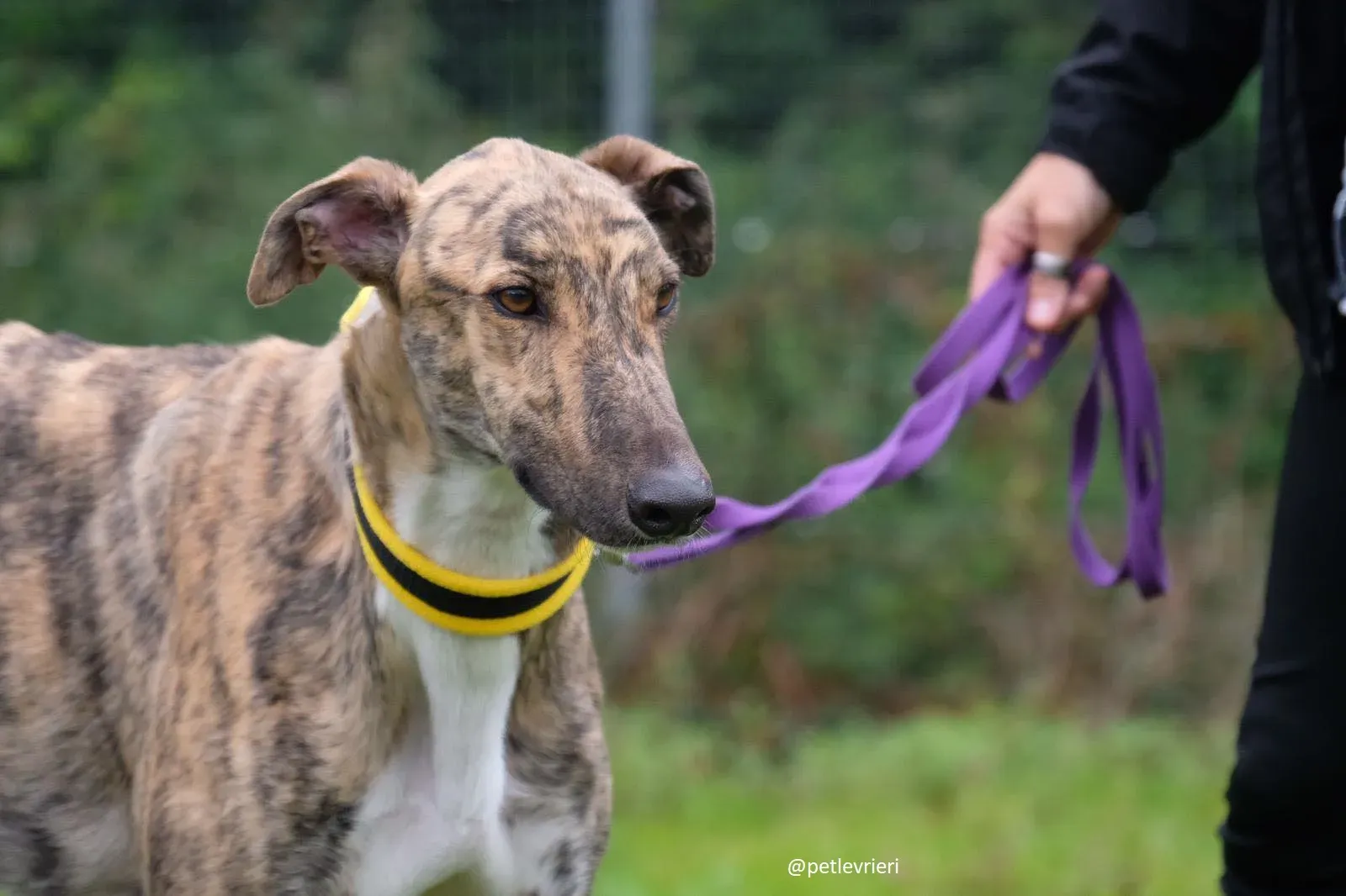 prince adozione greyhound 4