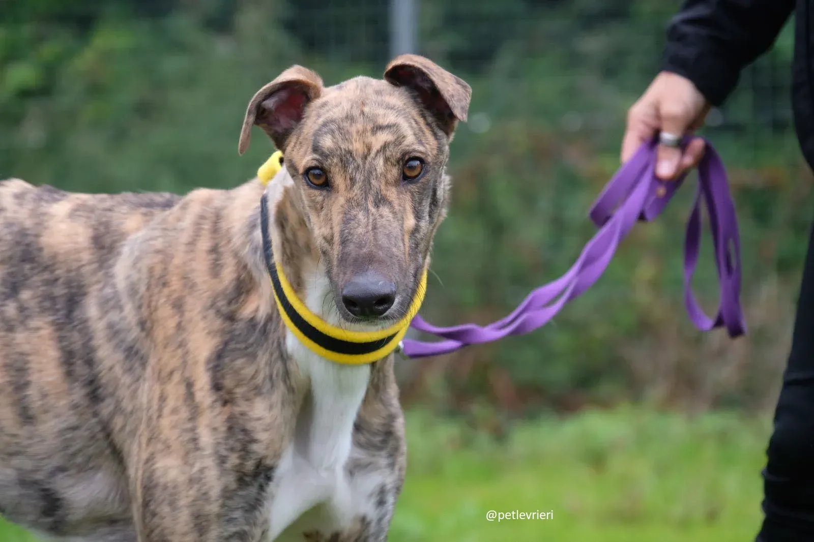 prince adozione greyhound 5